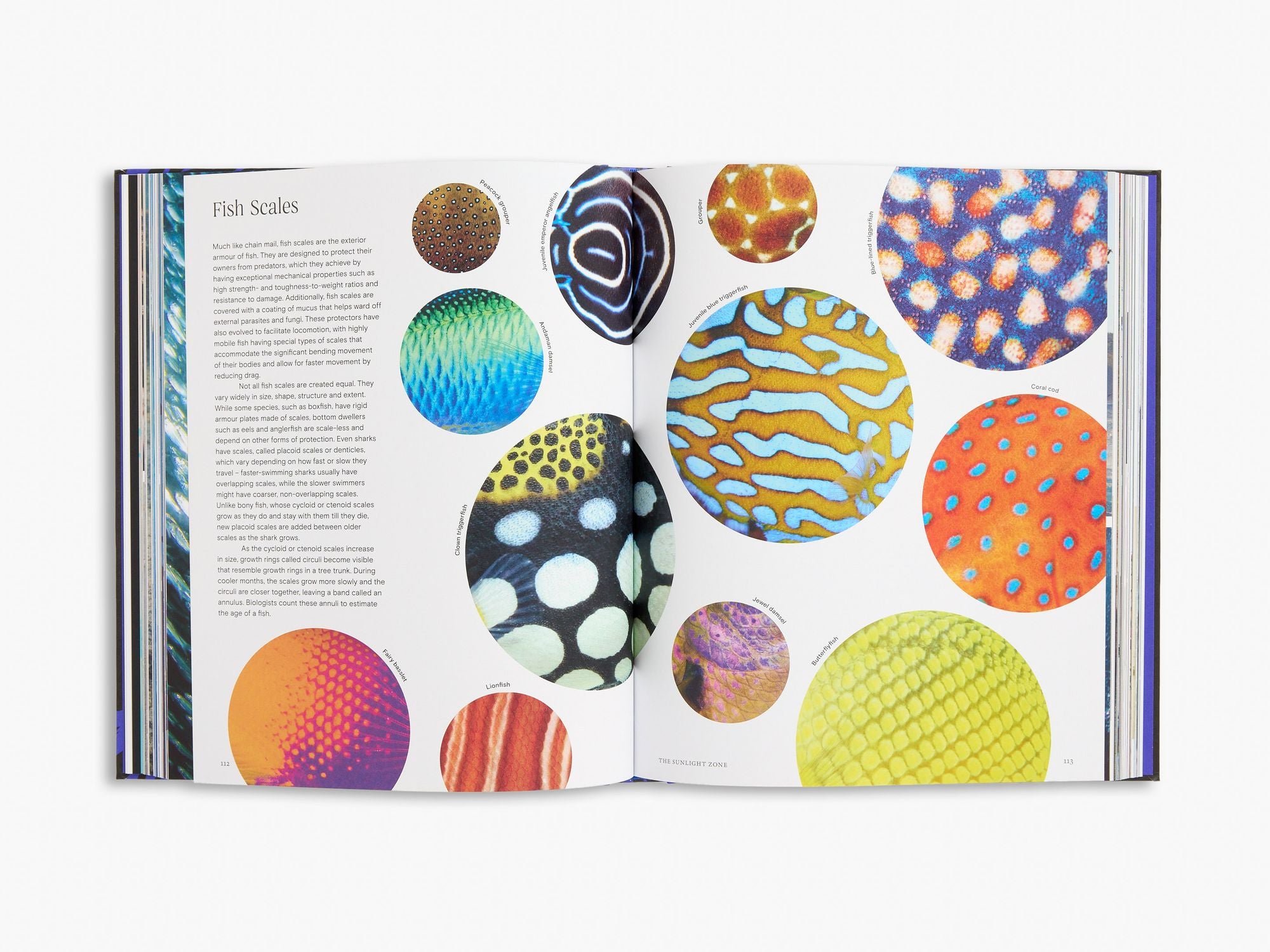 Ocean: From the Shore to the Abyss