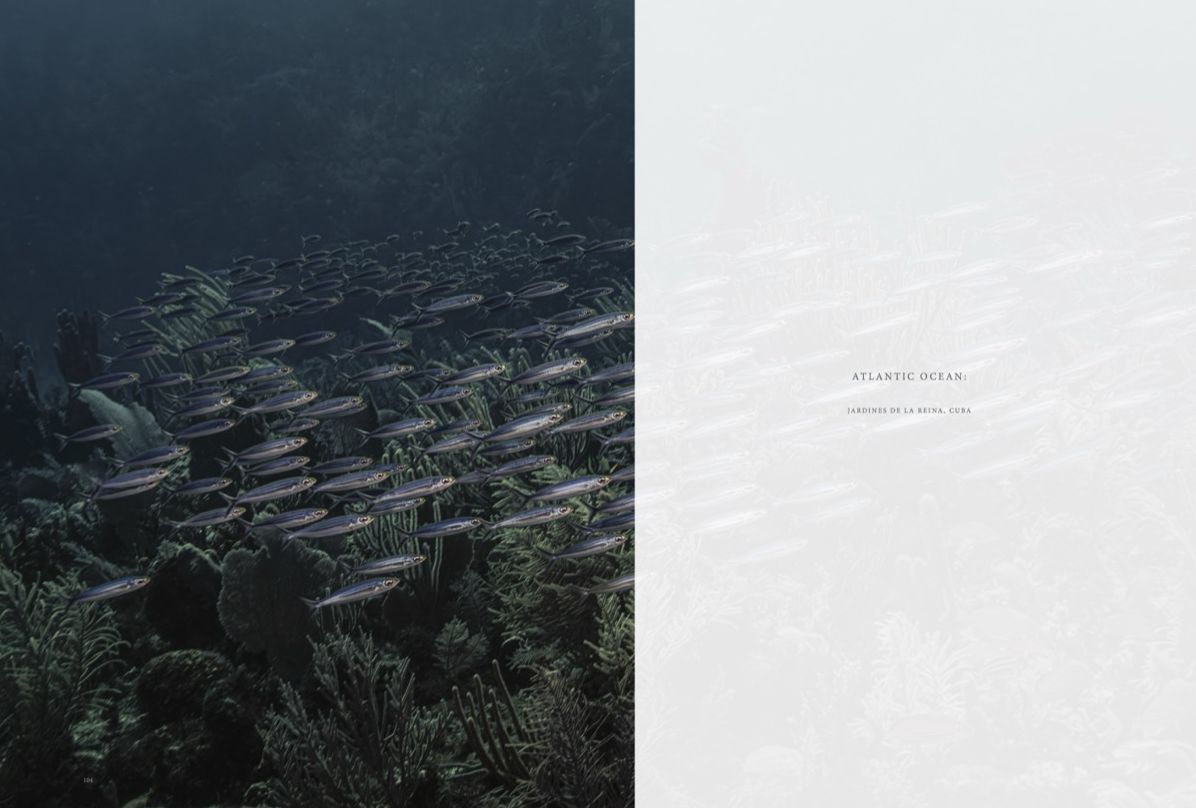 Wild Ocean: A Journey to the Earth's Last Wild Coasts