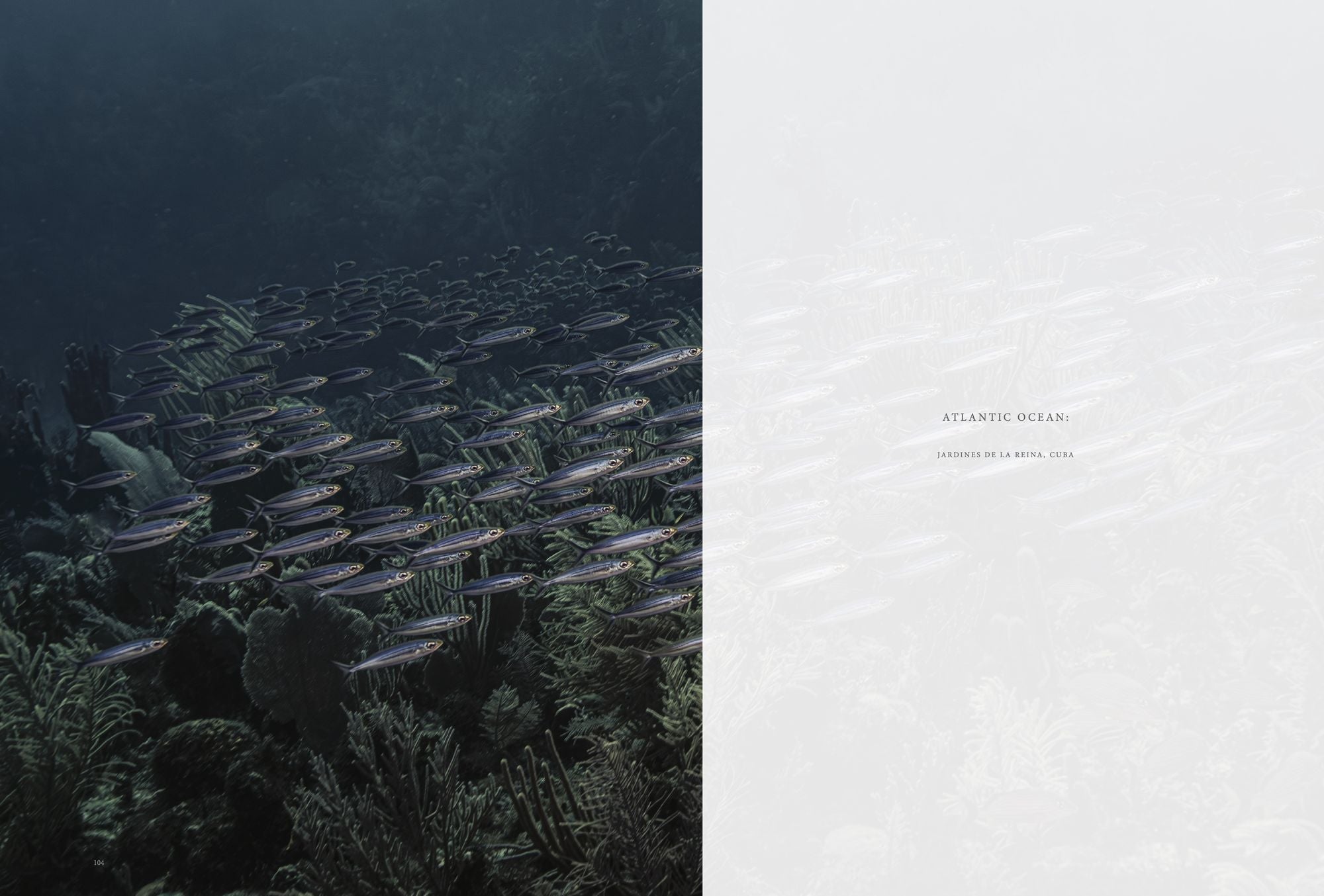 Wild Ocean: A Journey to the Earth's Last Wild Coasts