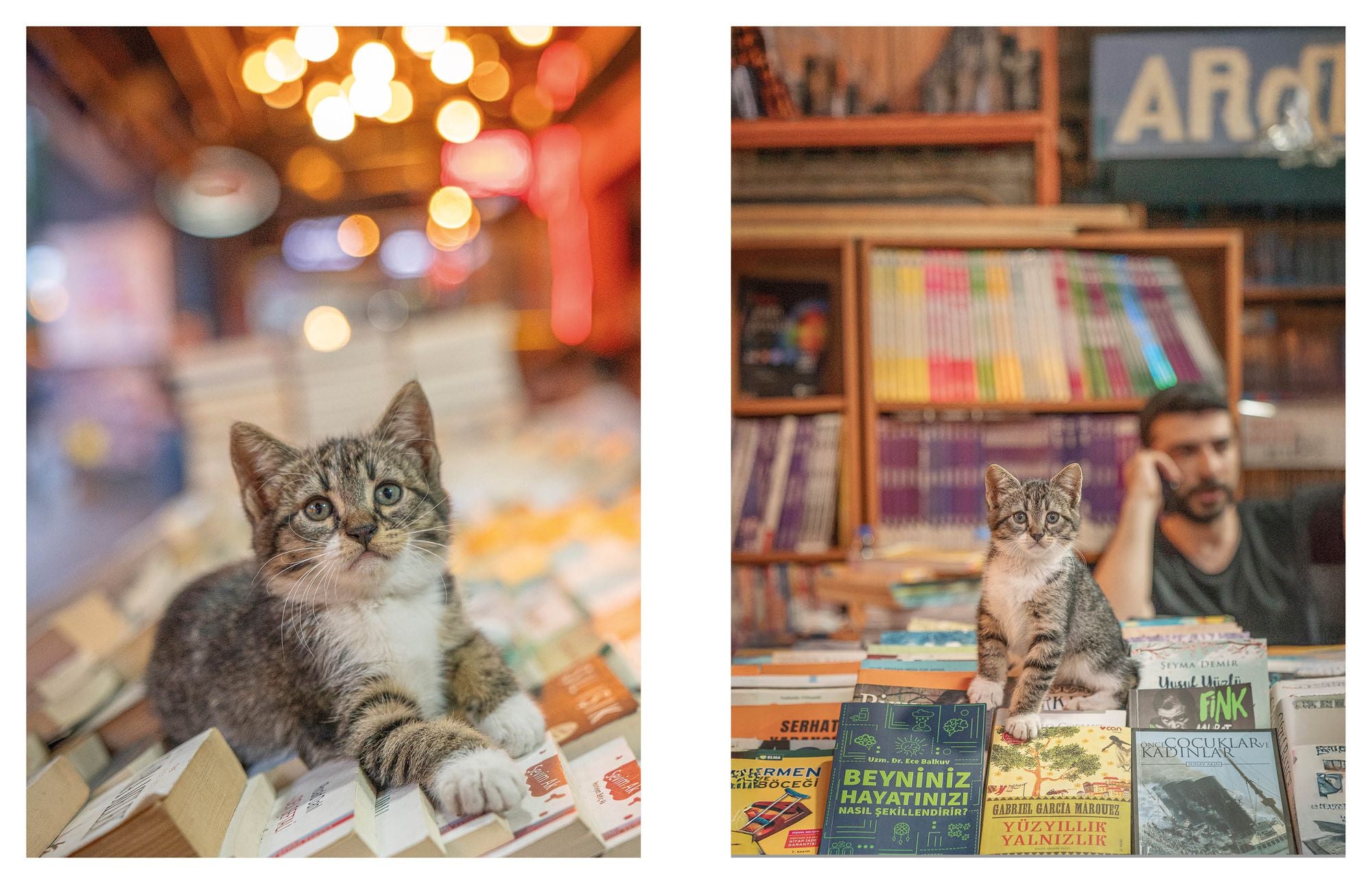 City Cats of Istanbul