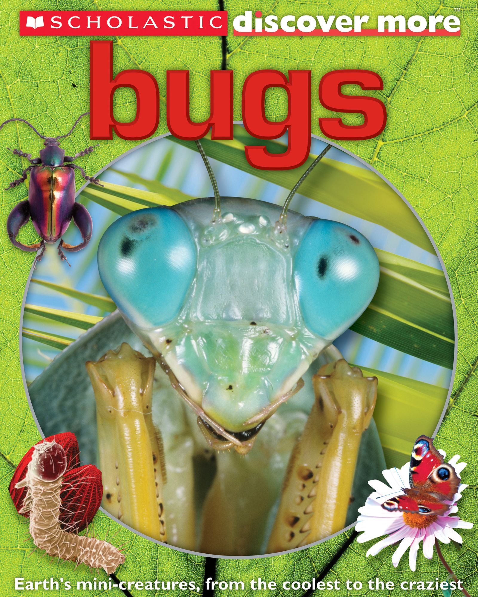 Bugs (Scholastic Discover More Series)