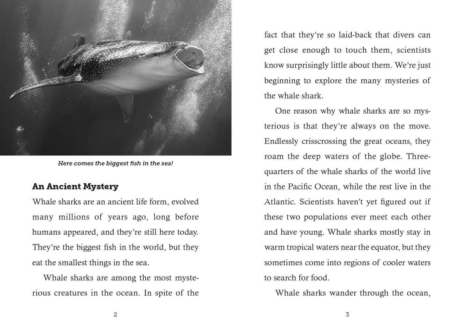 Save the...Whale Sharks