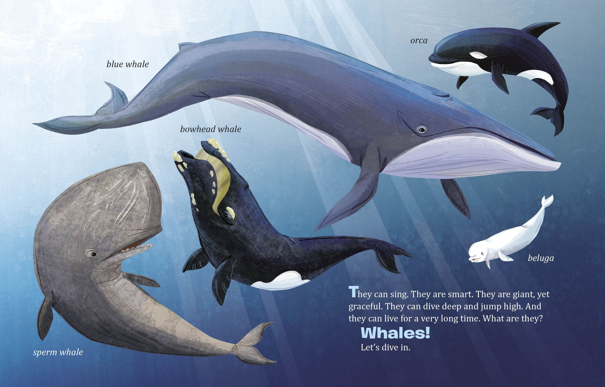 My Little Golden Book About Whales