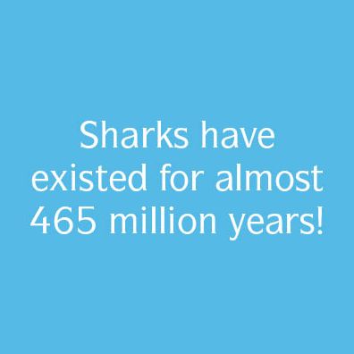 The Secret History of Sharks: The Rise of the Ocean's Most Fearsome Predators