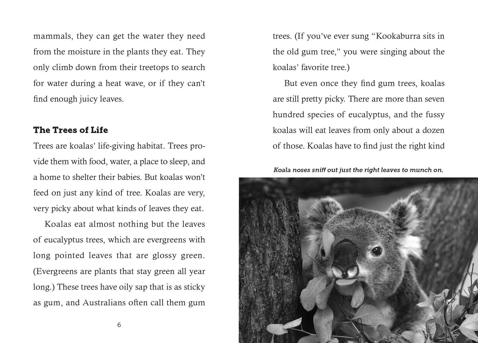 Save the... Koalas