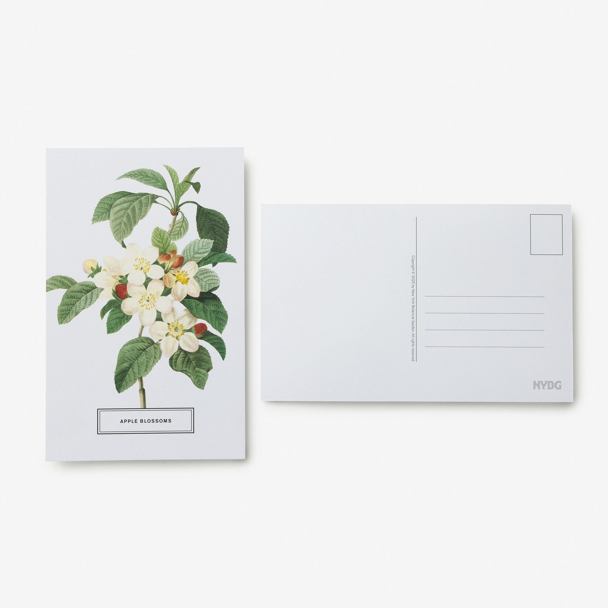 New York Botanical Garden: In Full Bloom Postcards: 100 Postcards from the Archives of the New York Botanical Garden