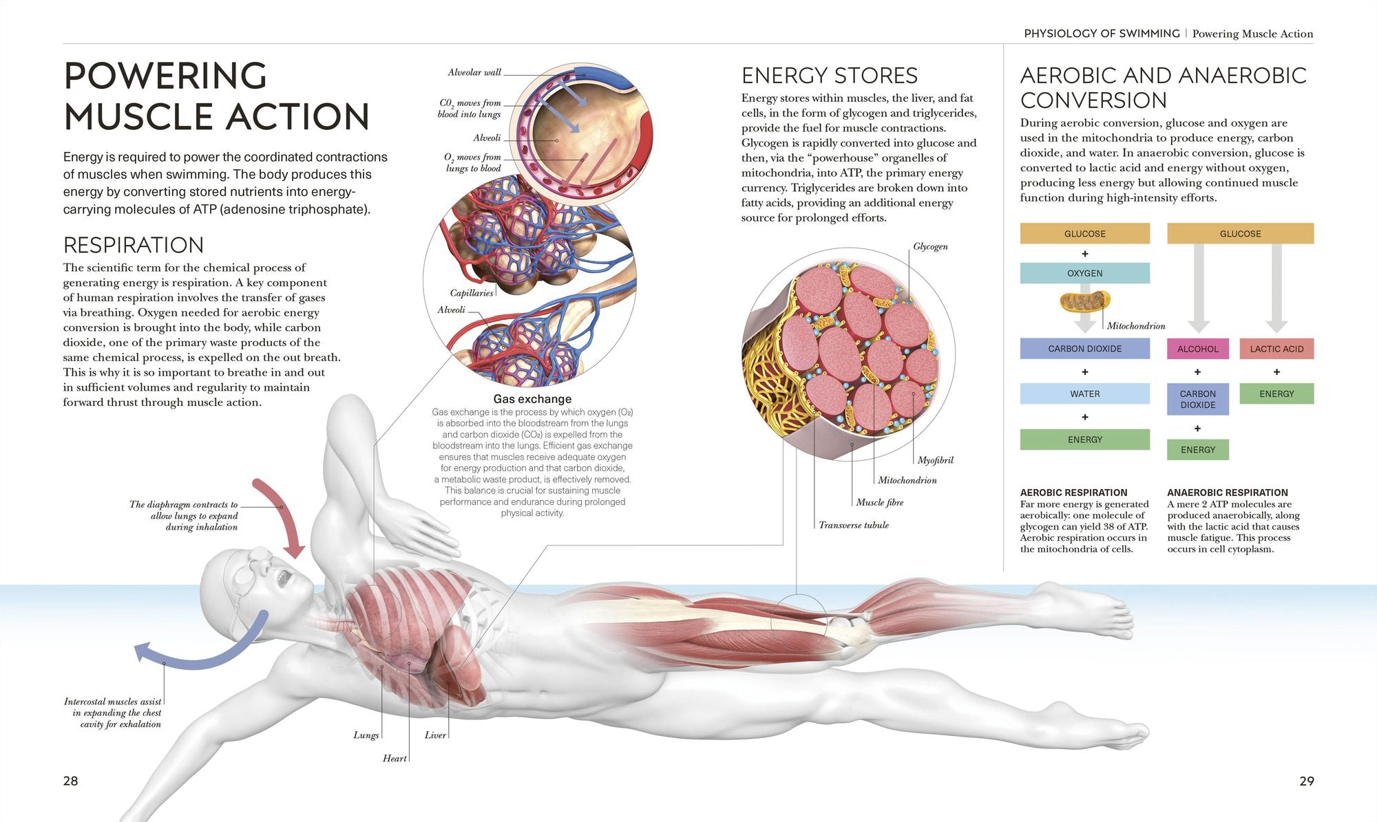 Science of Swimming: Transform Your Stroke, Improve Strength, Revolutionize Your Training