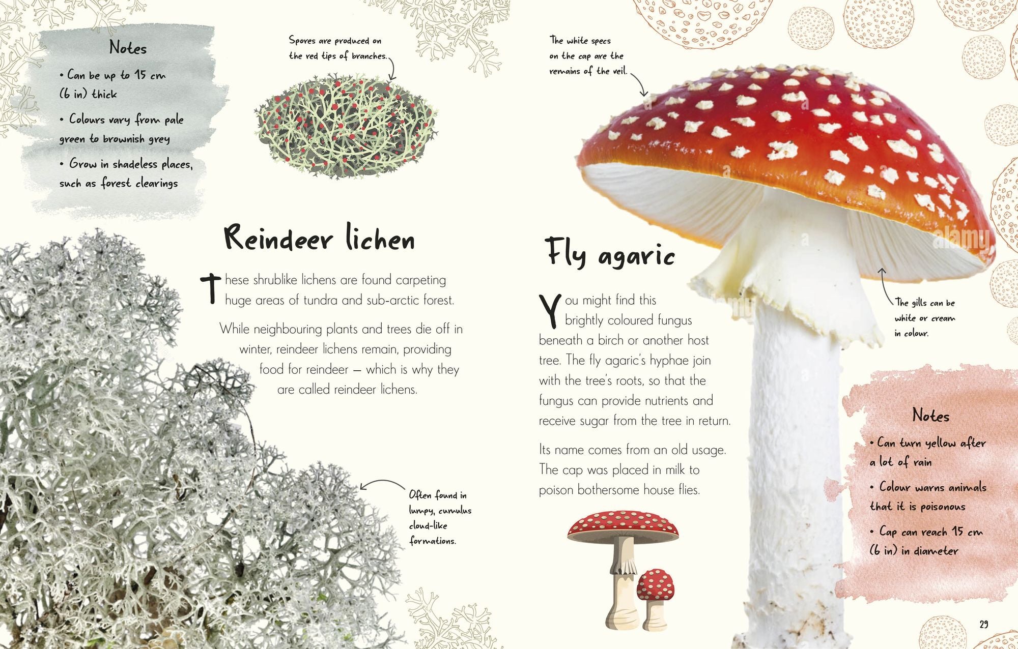 An Anthology of Fungi: A Collection of Mushrooms, Toadstools and Other Fungi