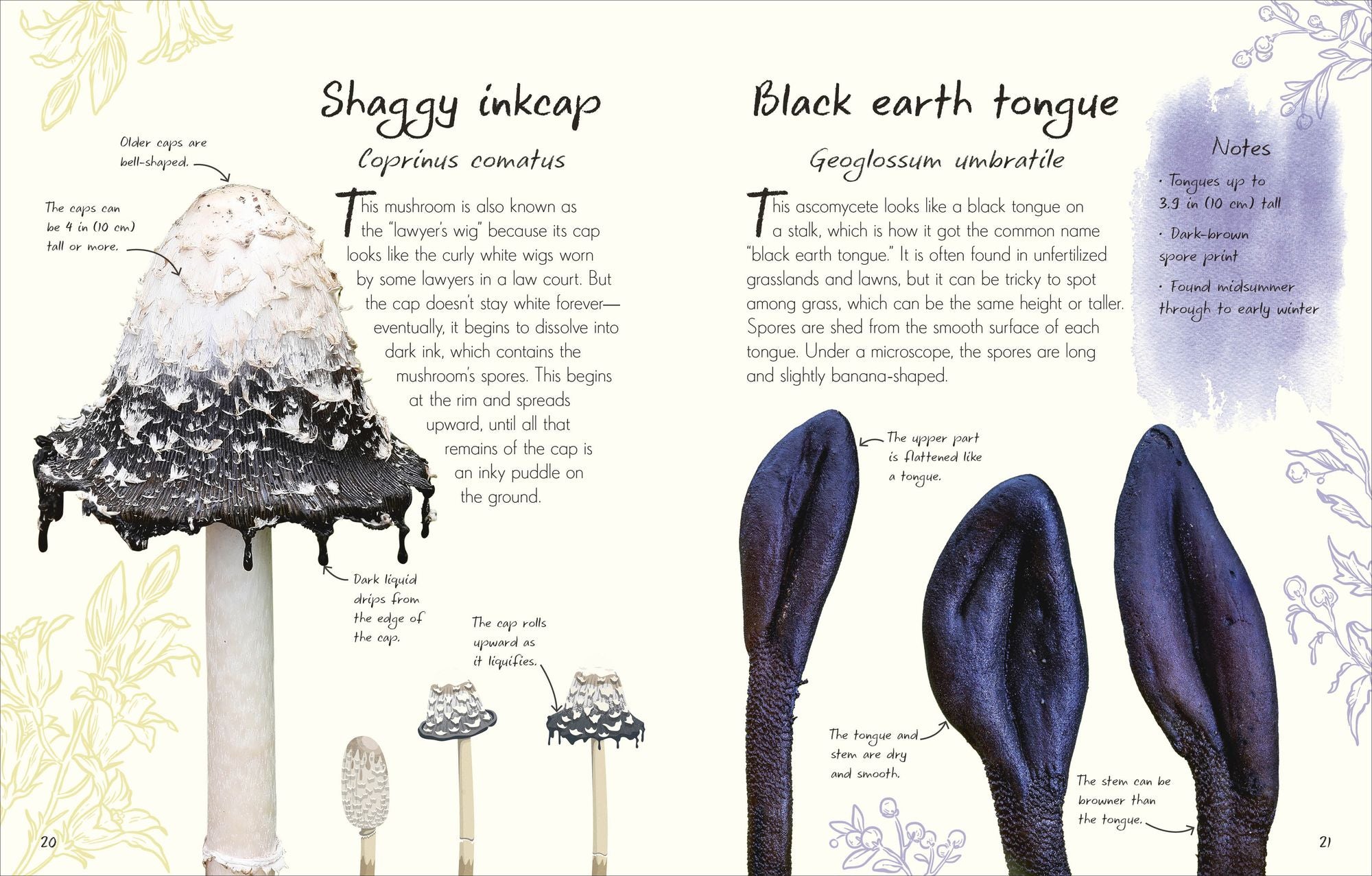 An Anthology of Fungi: A Collection of Mushrooms, Toadstools and Other Fungi