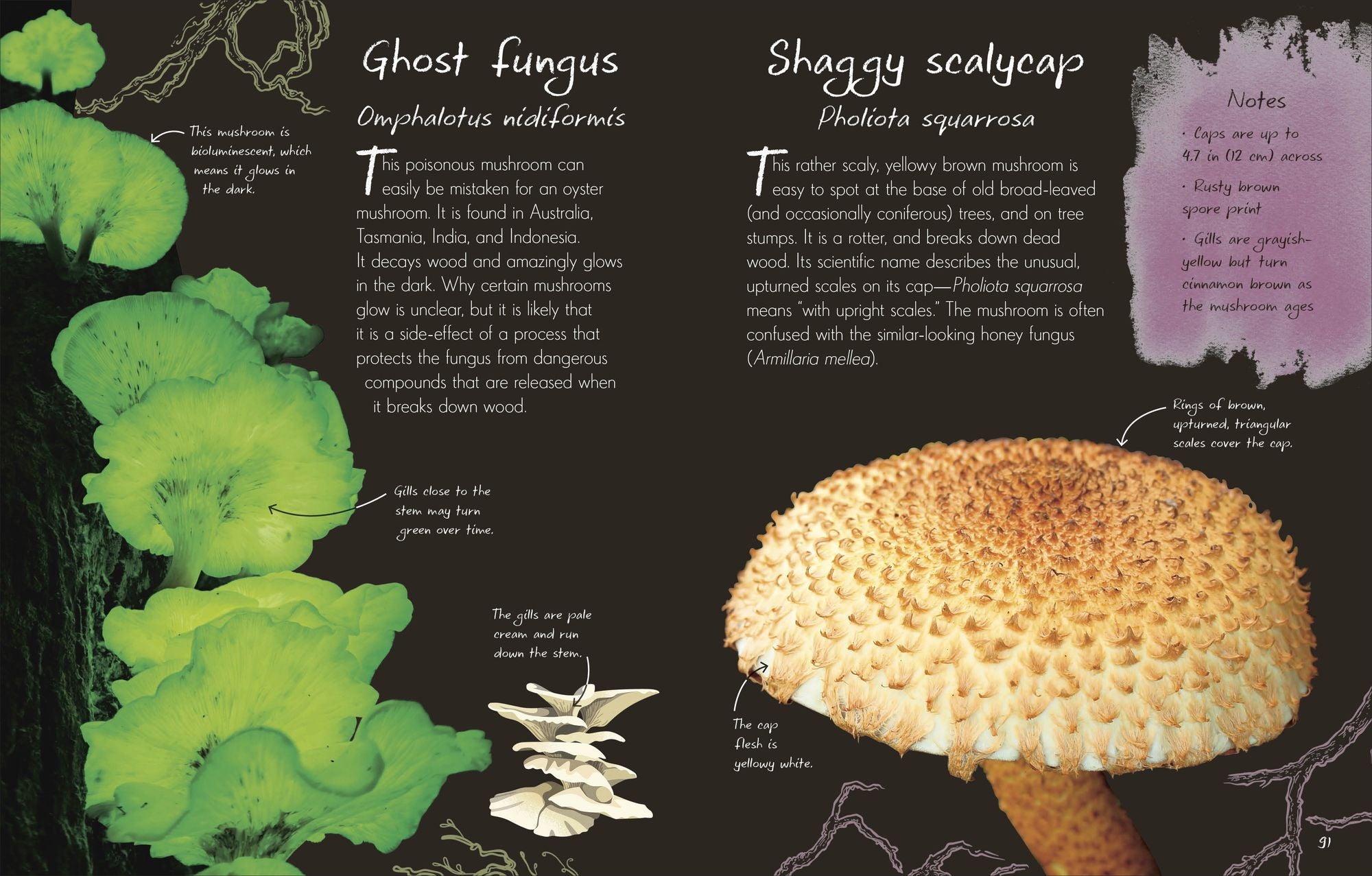 An Anthology of Fungi: A Collection of Mushrooms, Toadstools and Other Fungi