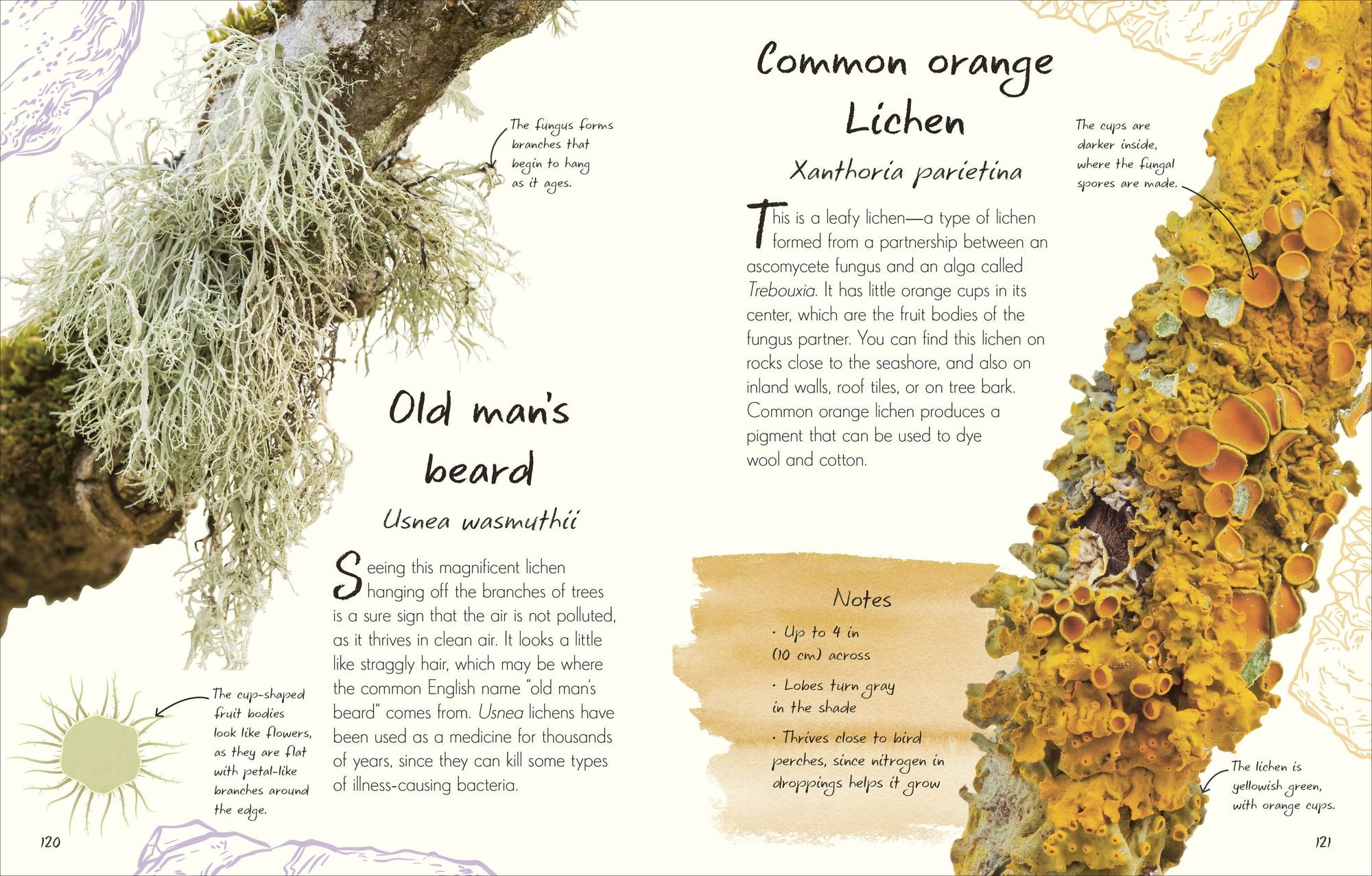 An Anthology of Fungi: A Collection of Mushrooms, Toadstools and Other Fungi
