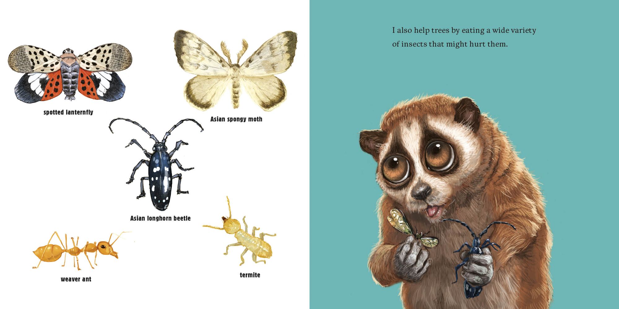 Hello, I'm a Loris (Meet the Wild Things, Book 6)