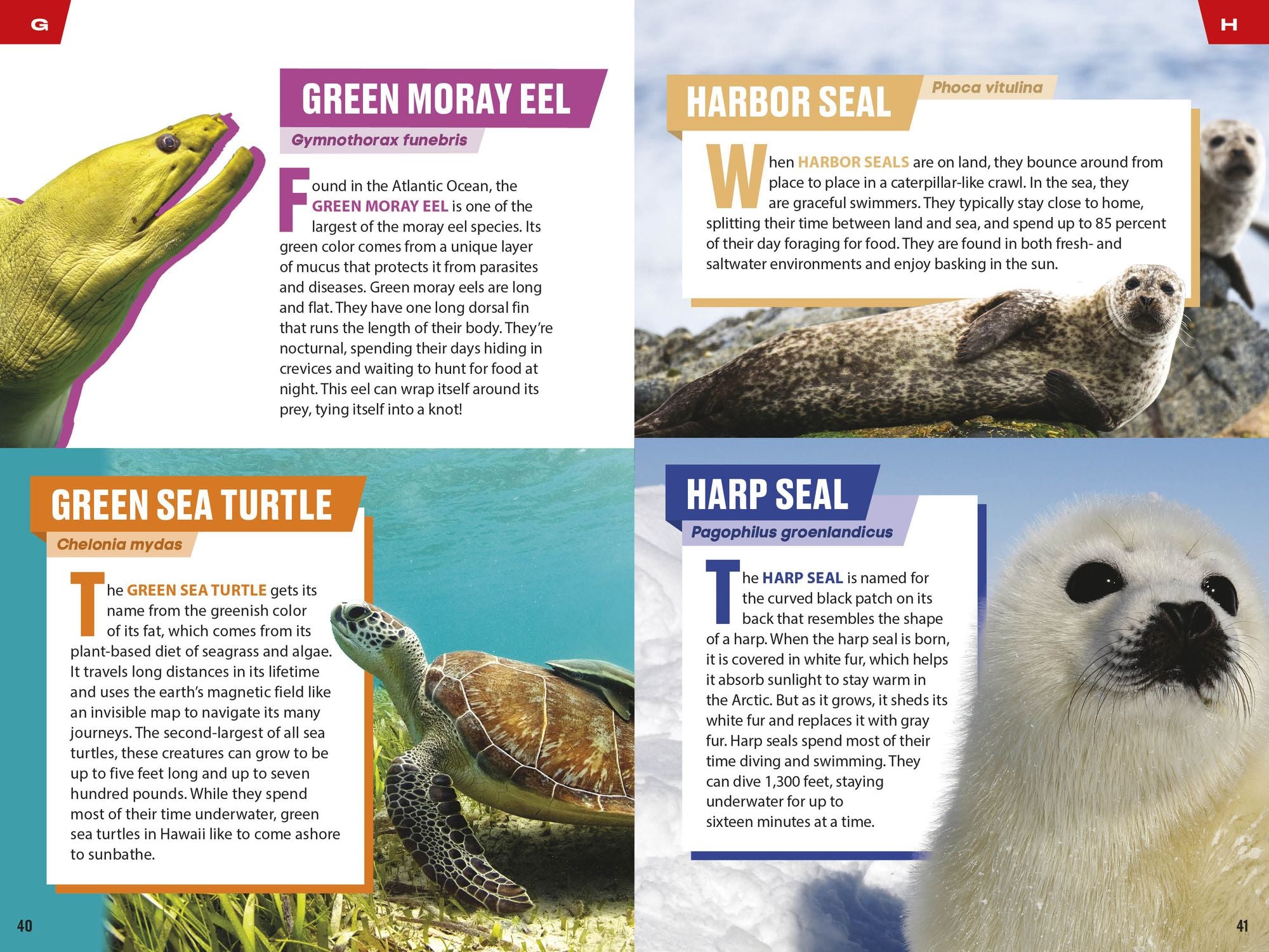 TIME for Kids: Spectacular Sea Creatures: 101 Animals You Need to Know!