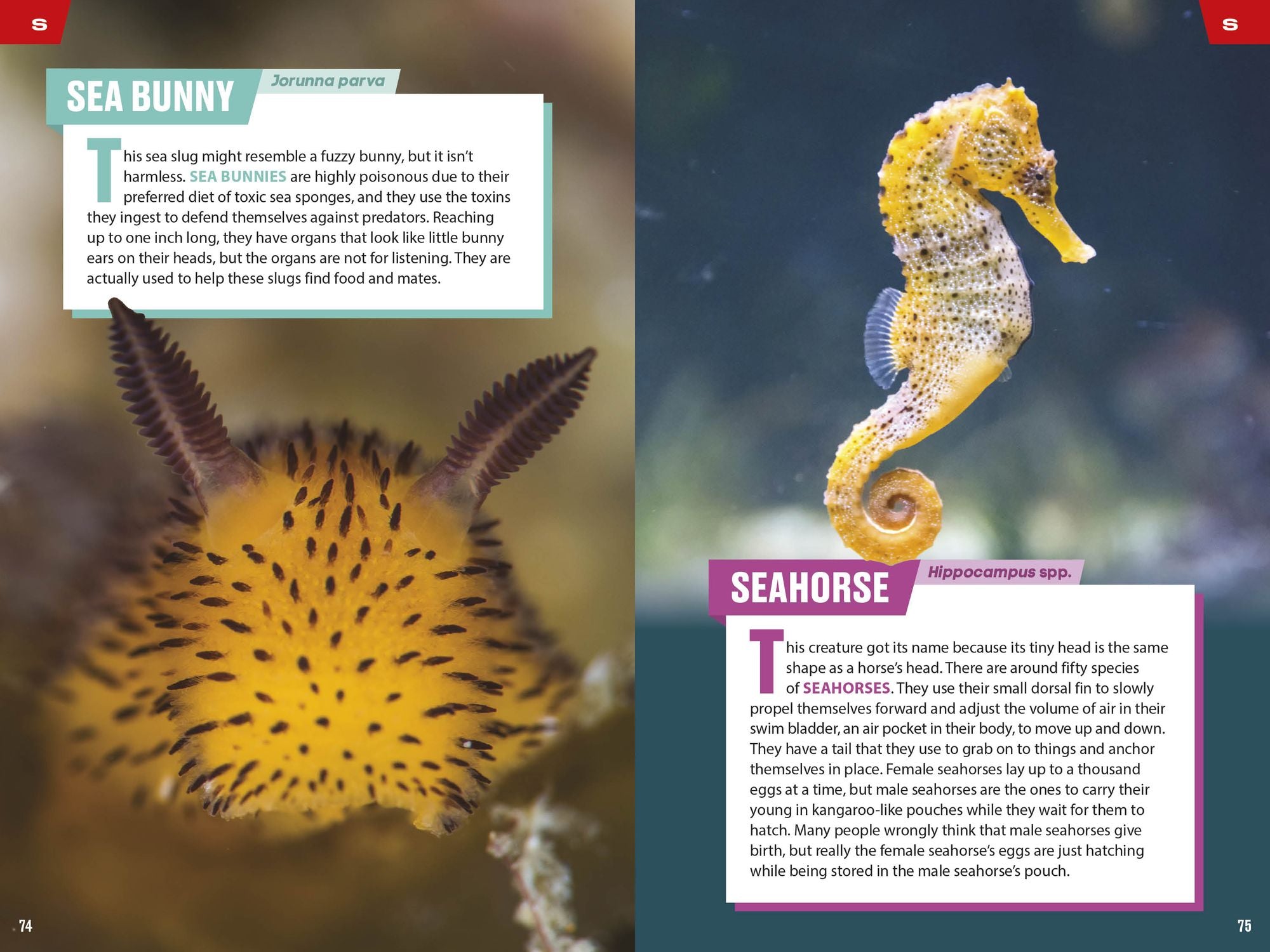 TIME for Kids: Spectacular Sea Creatures: 101 Animals You Need to Know!