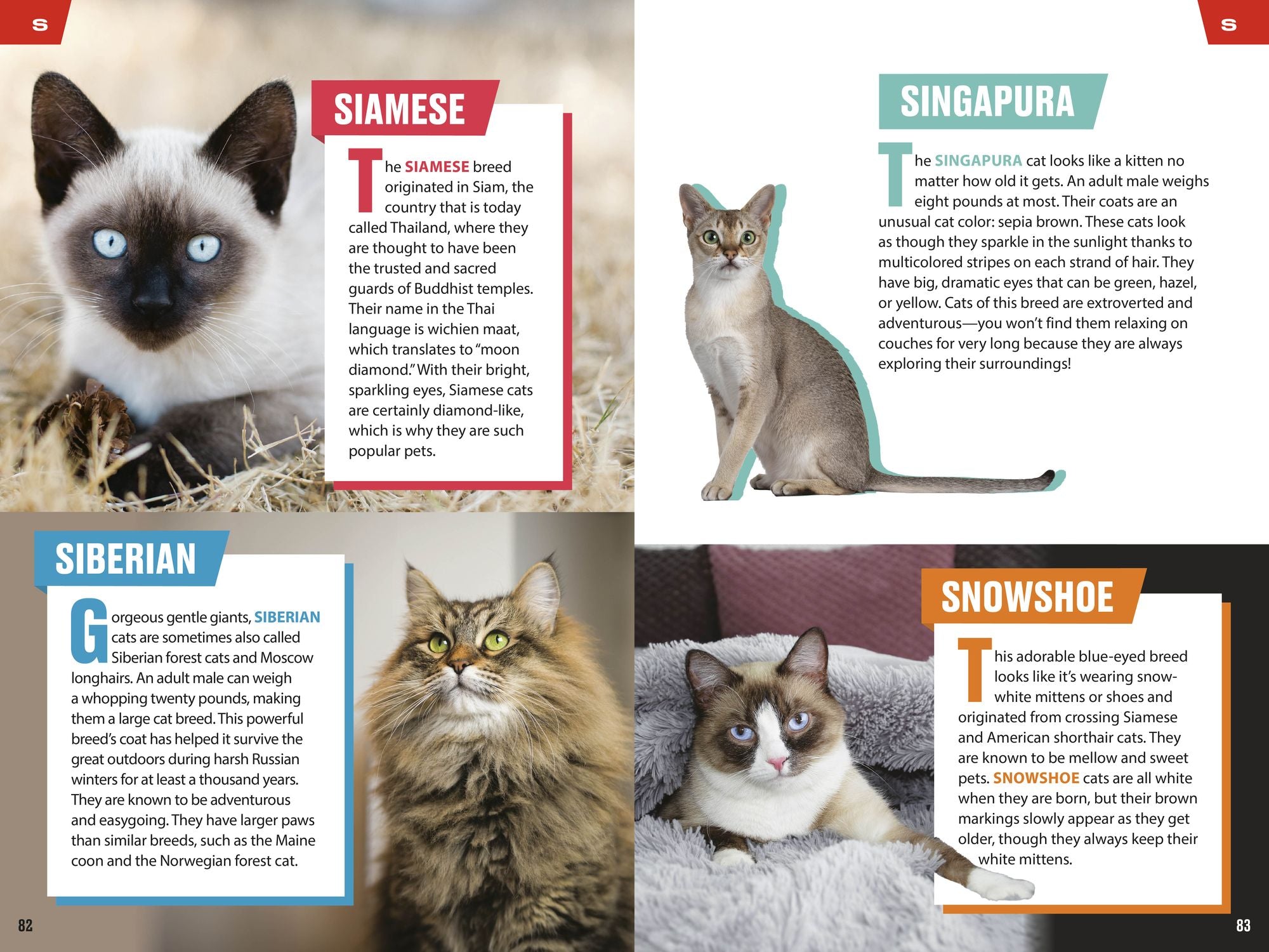 TIME for Kids: Big Cats, Small Cats: 101 Cats You Need to Know!