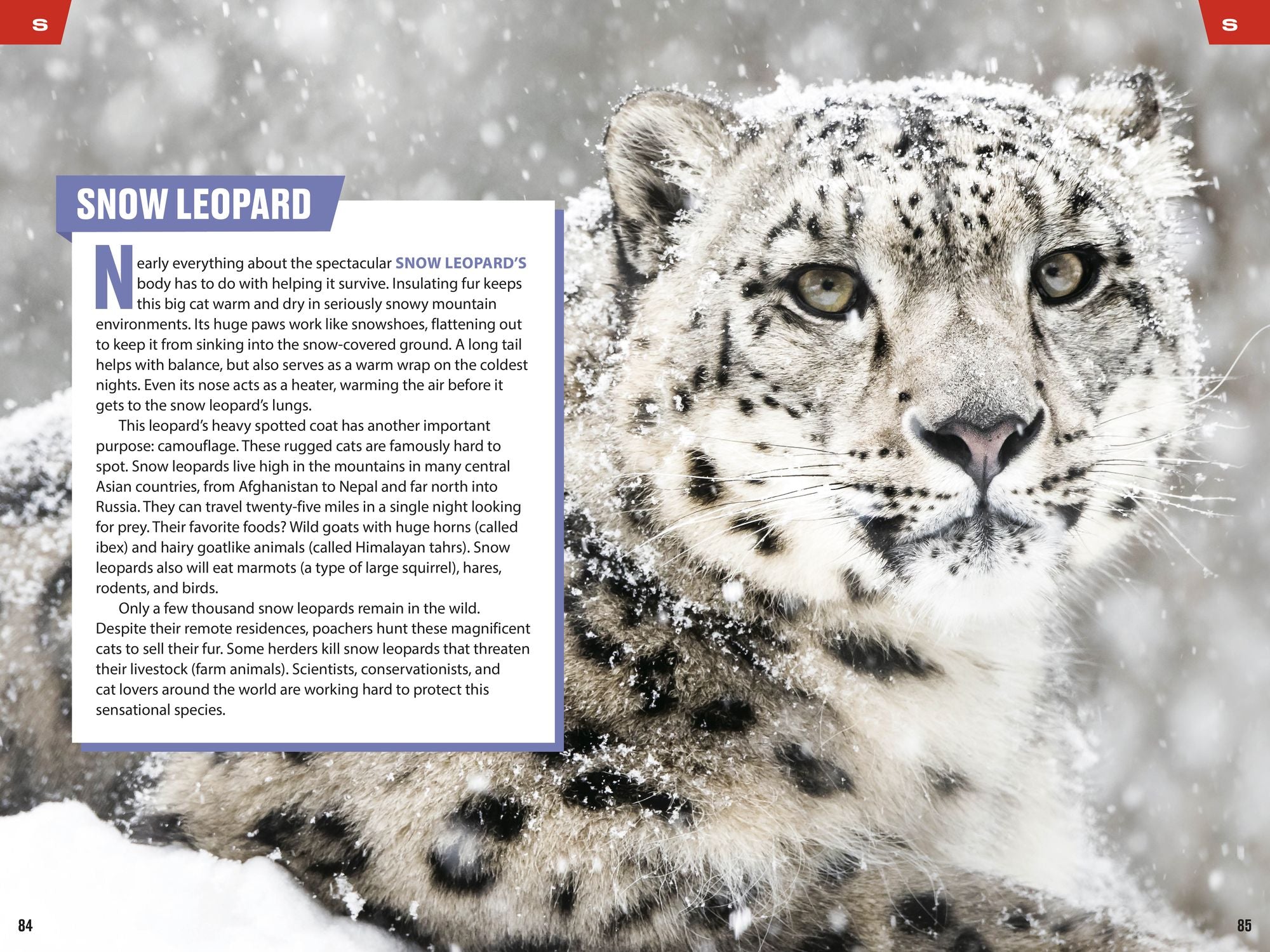 TIME for Kids: Big Cats, Small Cats: 101 Cats You Need to Know!