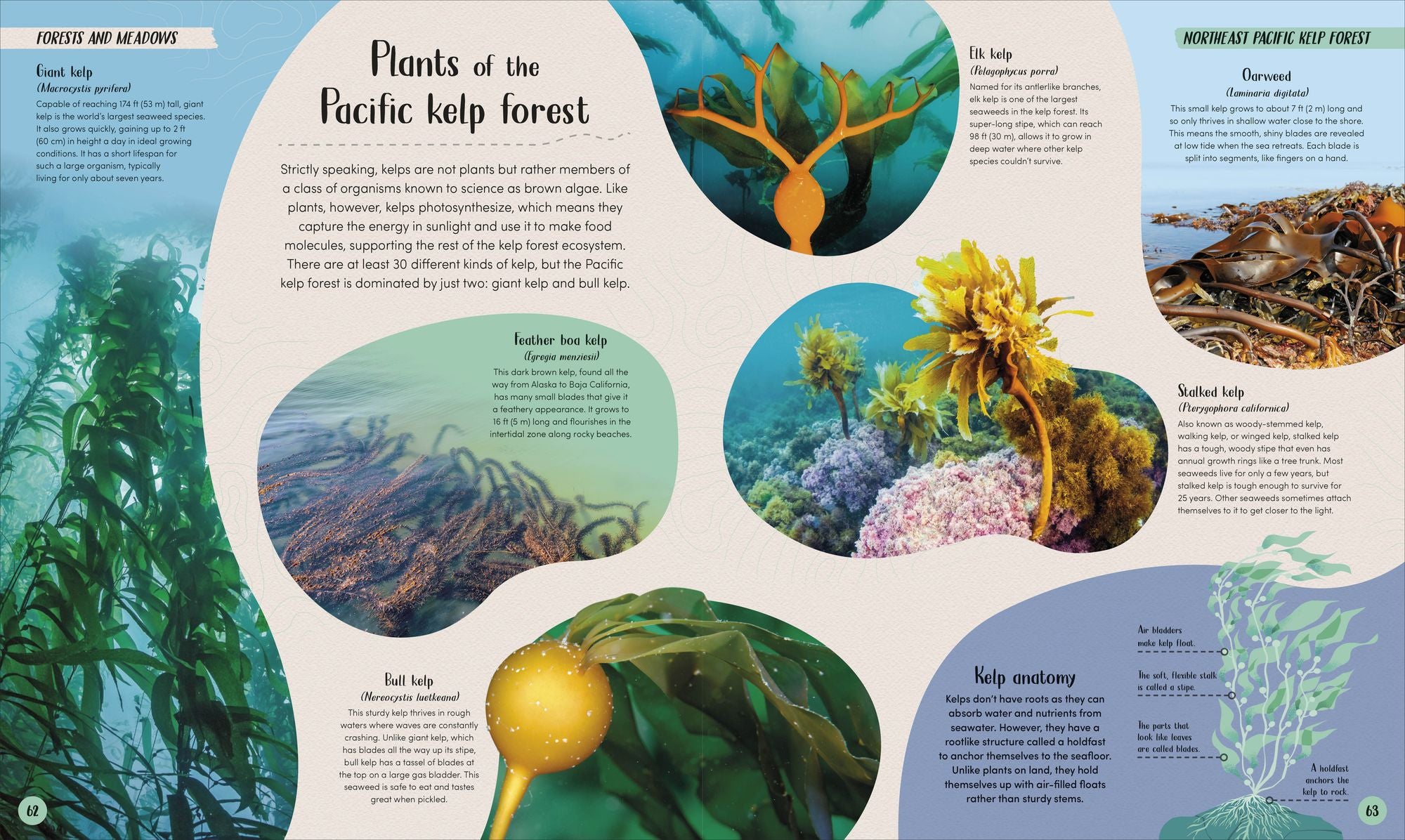 Ocean: Dive In and Discover the World Beneath the Waves