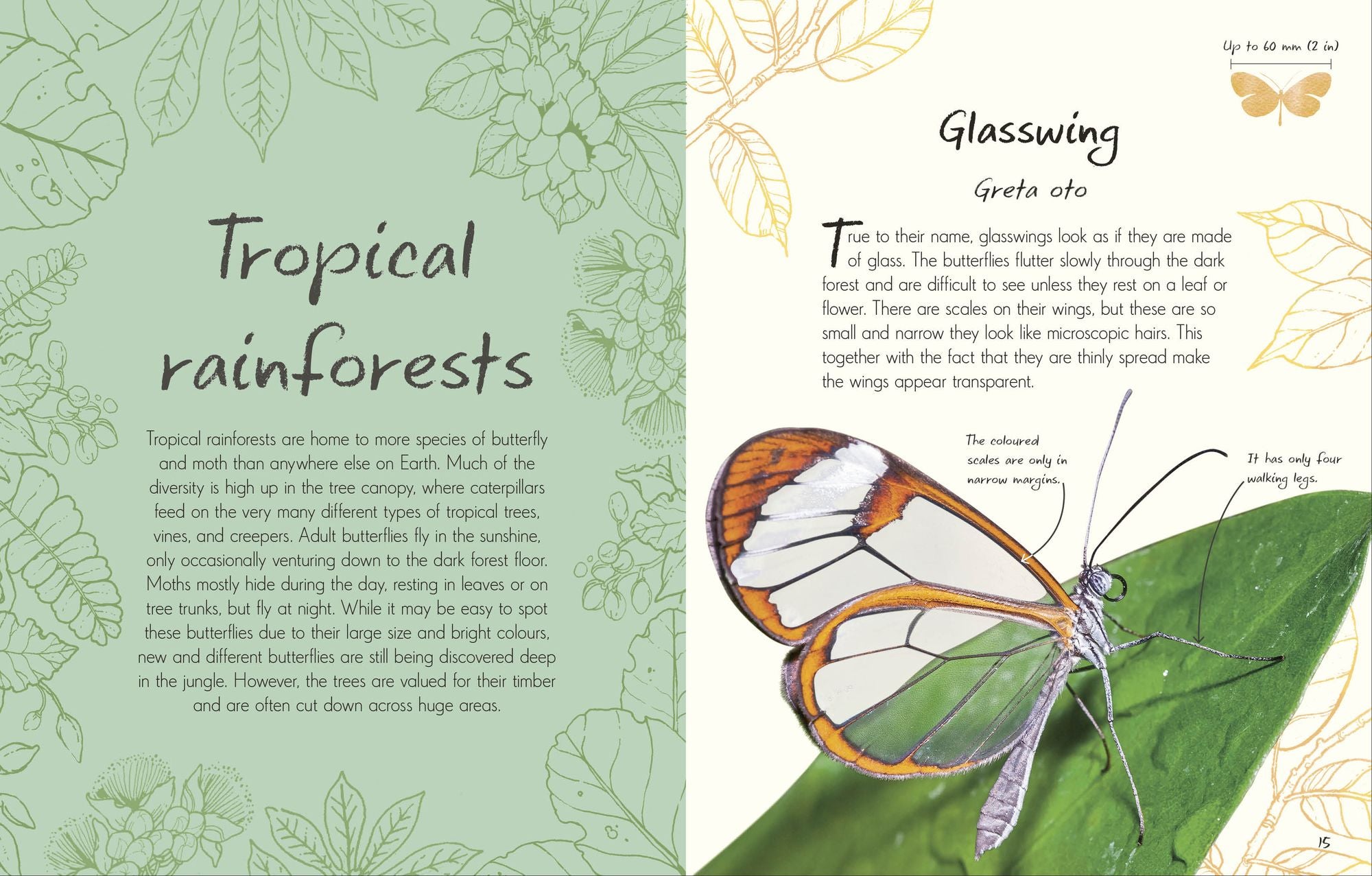An Anthology of Butterflies and Moths: A Collection of Butterflies and Moths from Around the World