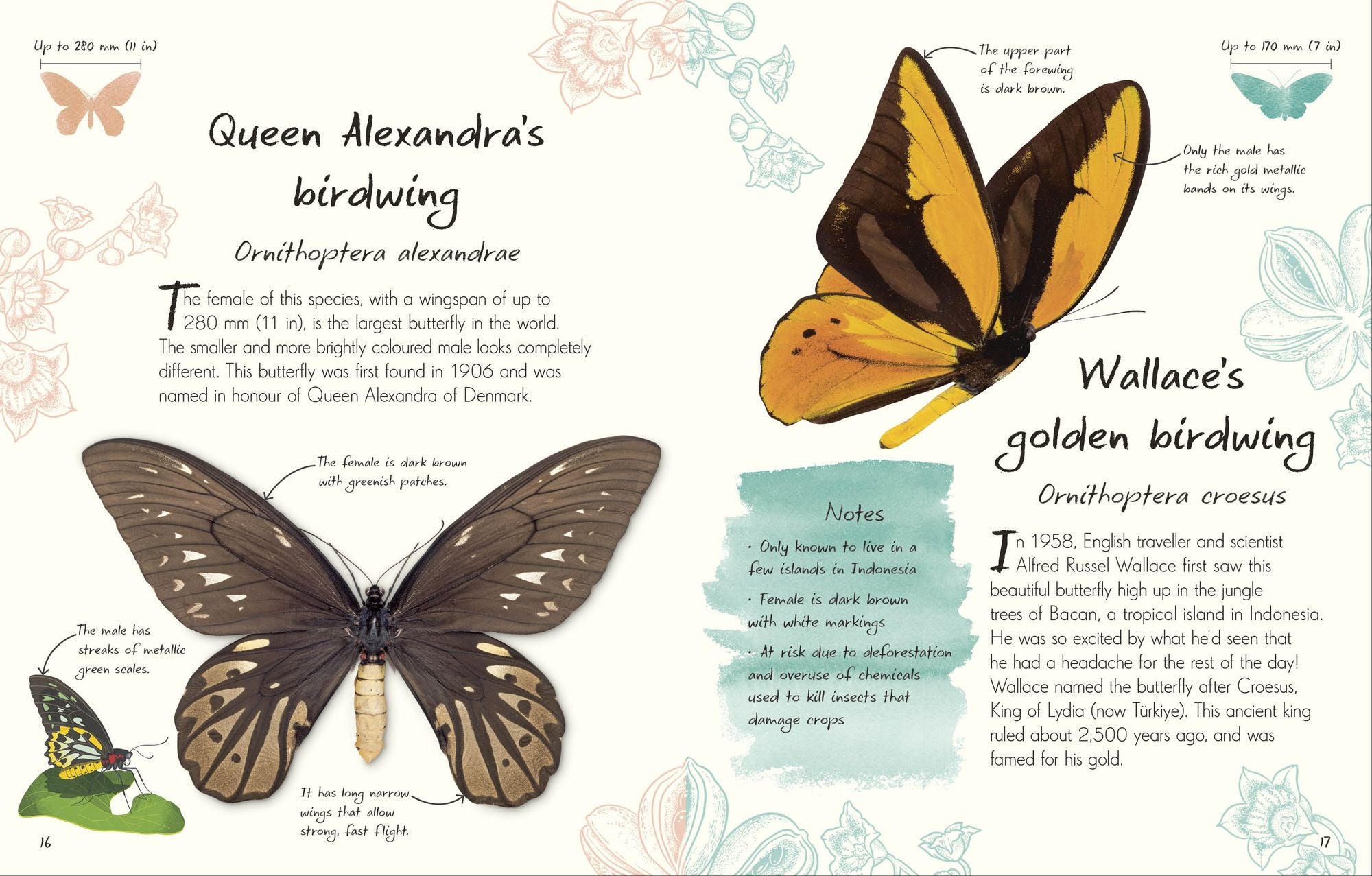 An Anthology of Butterflies and Moths: A Collection of Butterflies and Moths from Around the World