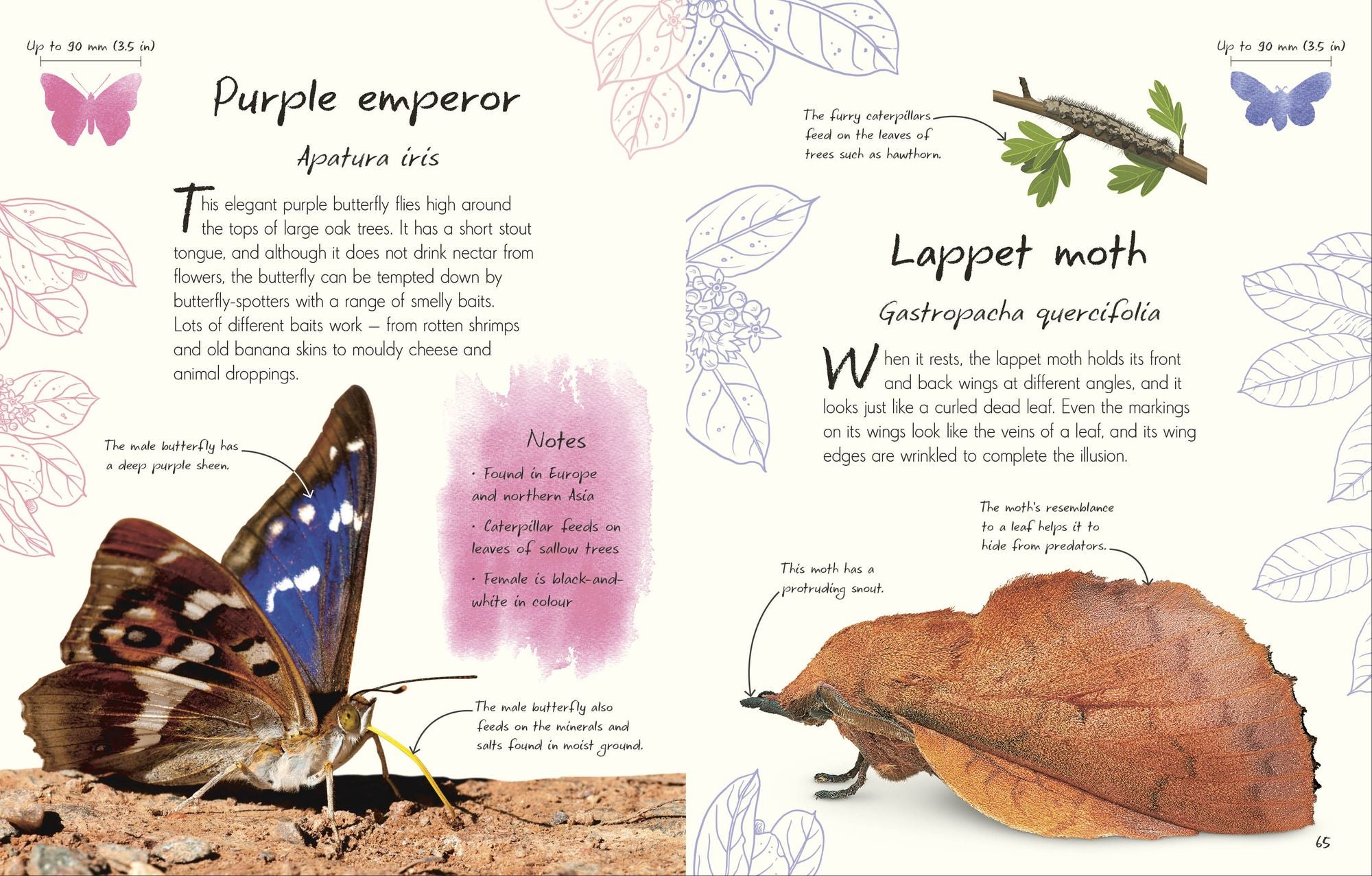 An Anthology of Butterflies and Moths: A Collection of Butterflies and Moths from Around the World