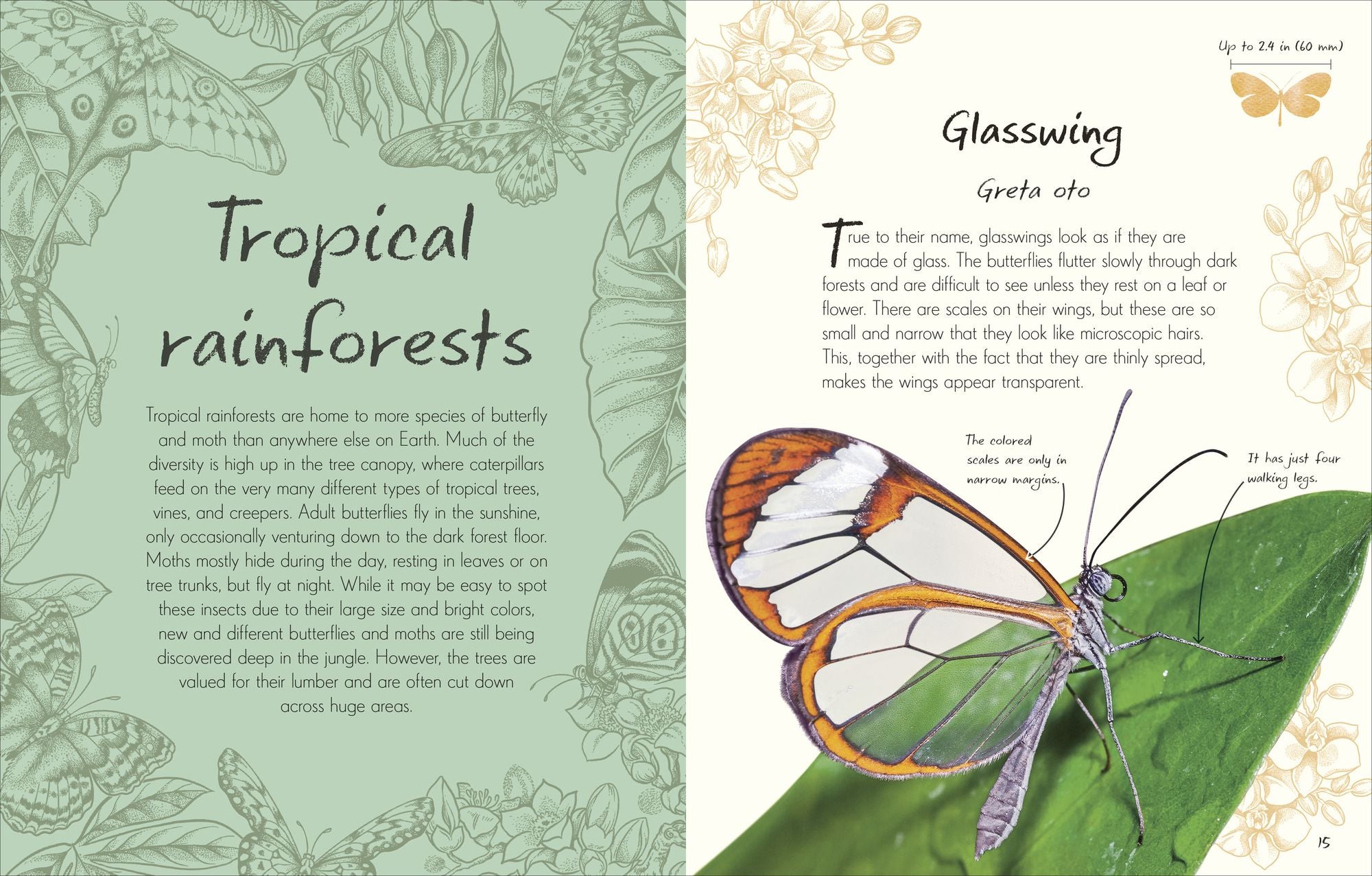 An Anthology of Butterflies and Moths: A Collection of Butterflies and Moths from Around the World