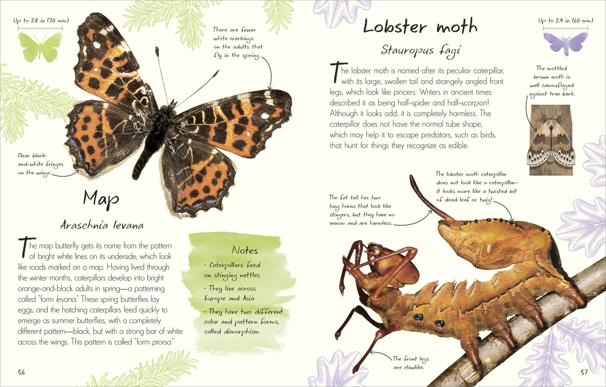 An Anthology of Butterflies and Moths: A Collection of Butterflies and Moths from Around the World