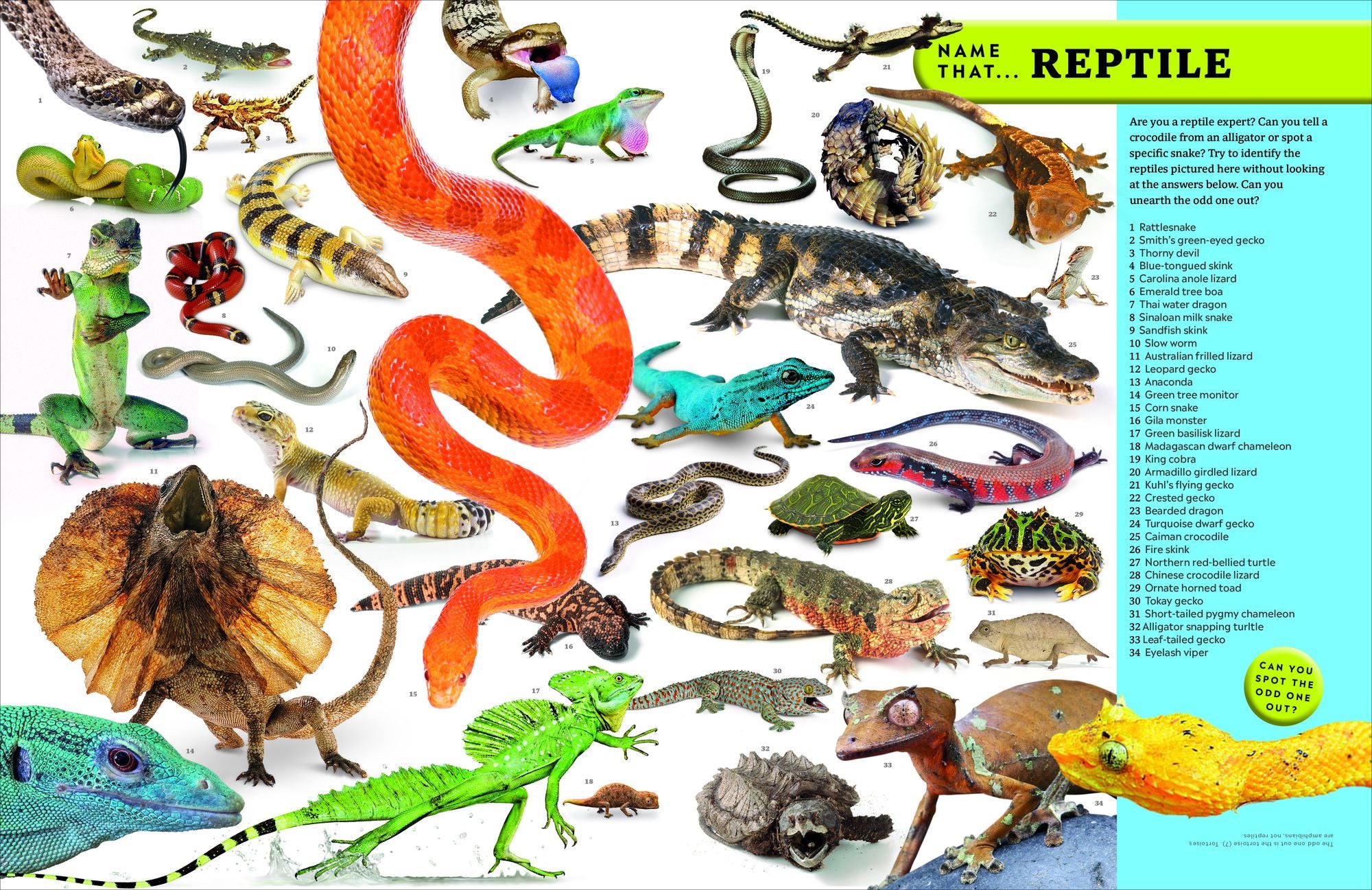 Eyewitness Encyclopedia of Animals