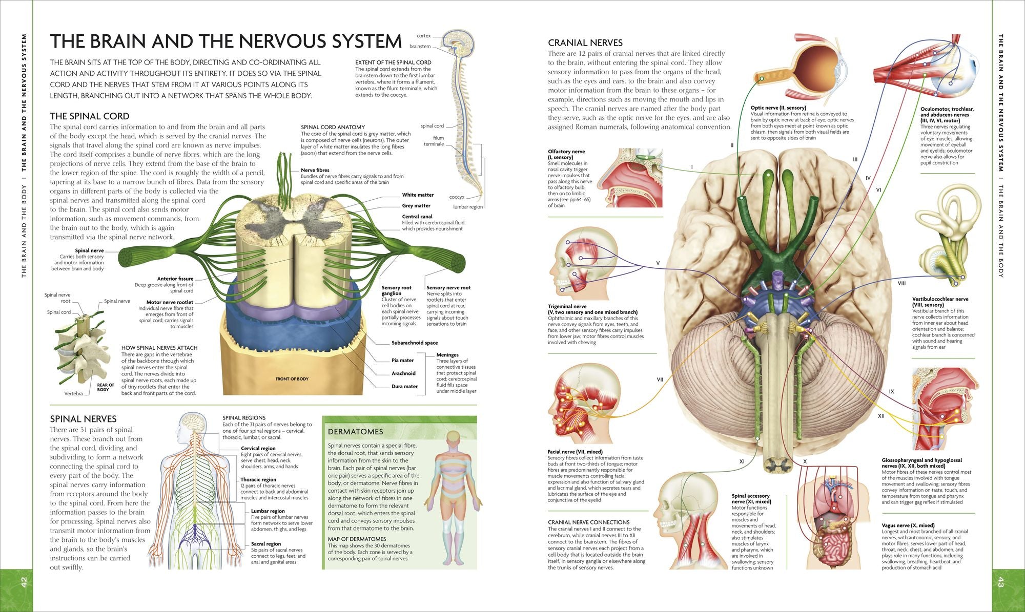 The Human Brain Book: A Visual Guide to the Structure and Function