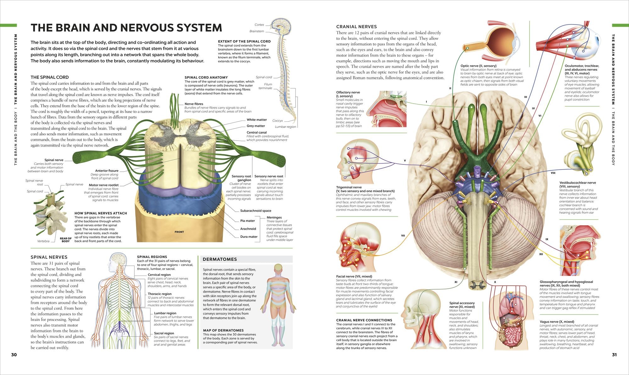 The Human Brain Book: A Visual Guide to the Structure and Function
