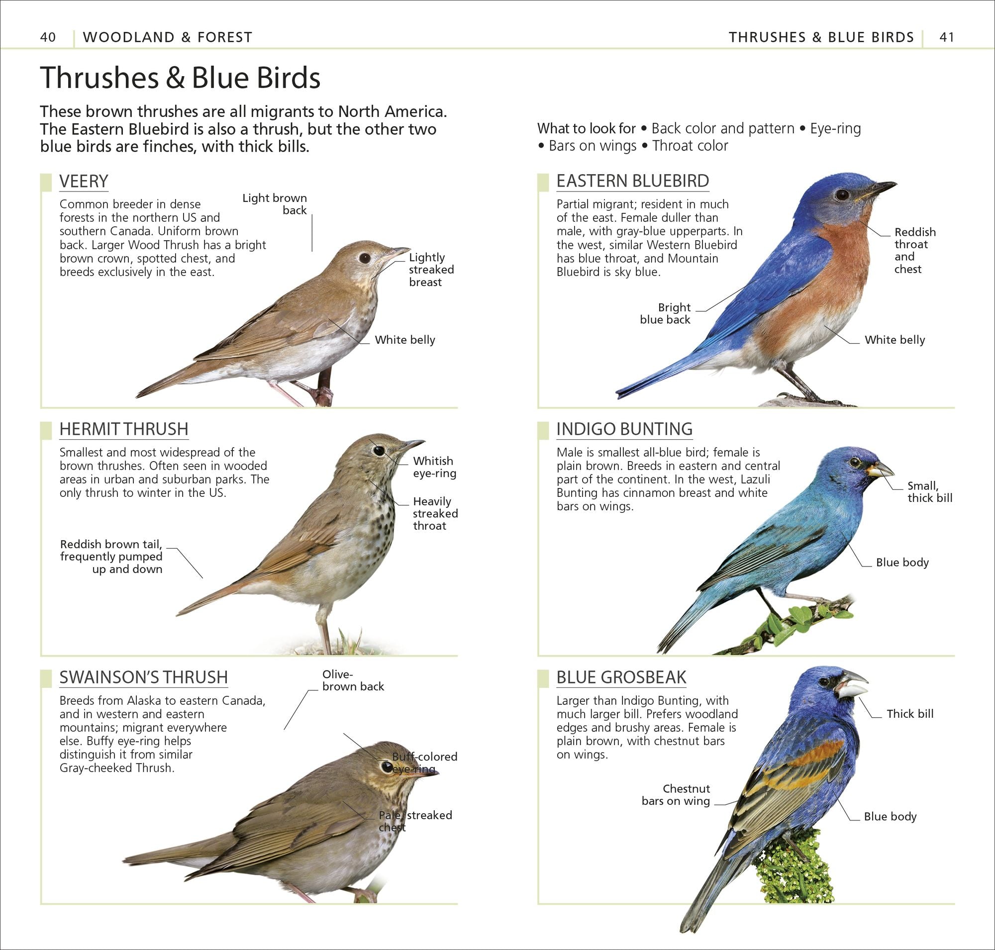 What's that Bird?