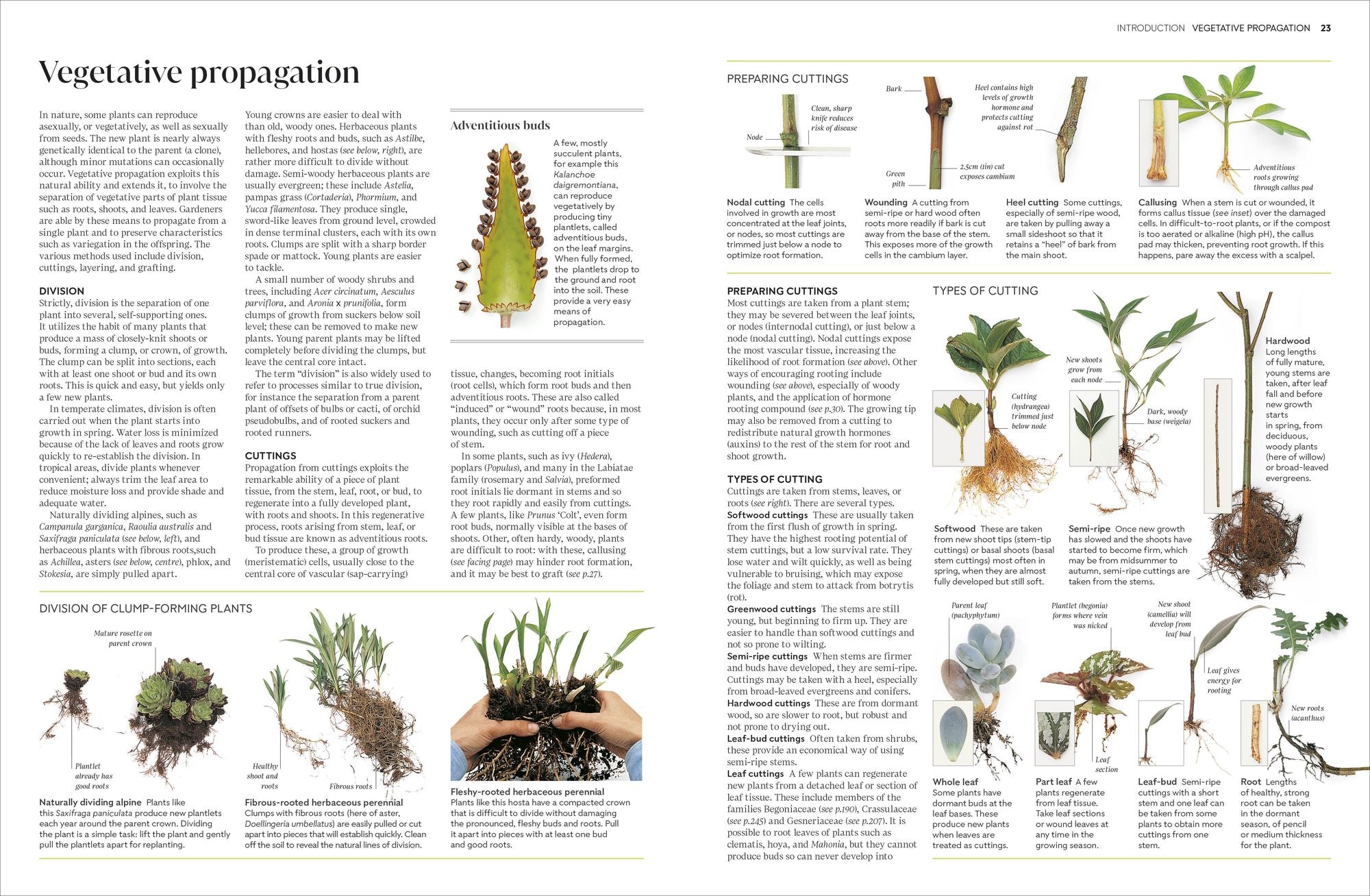 Propagating Plants: How to Grow Plants for Free