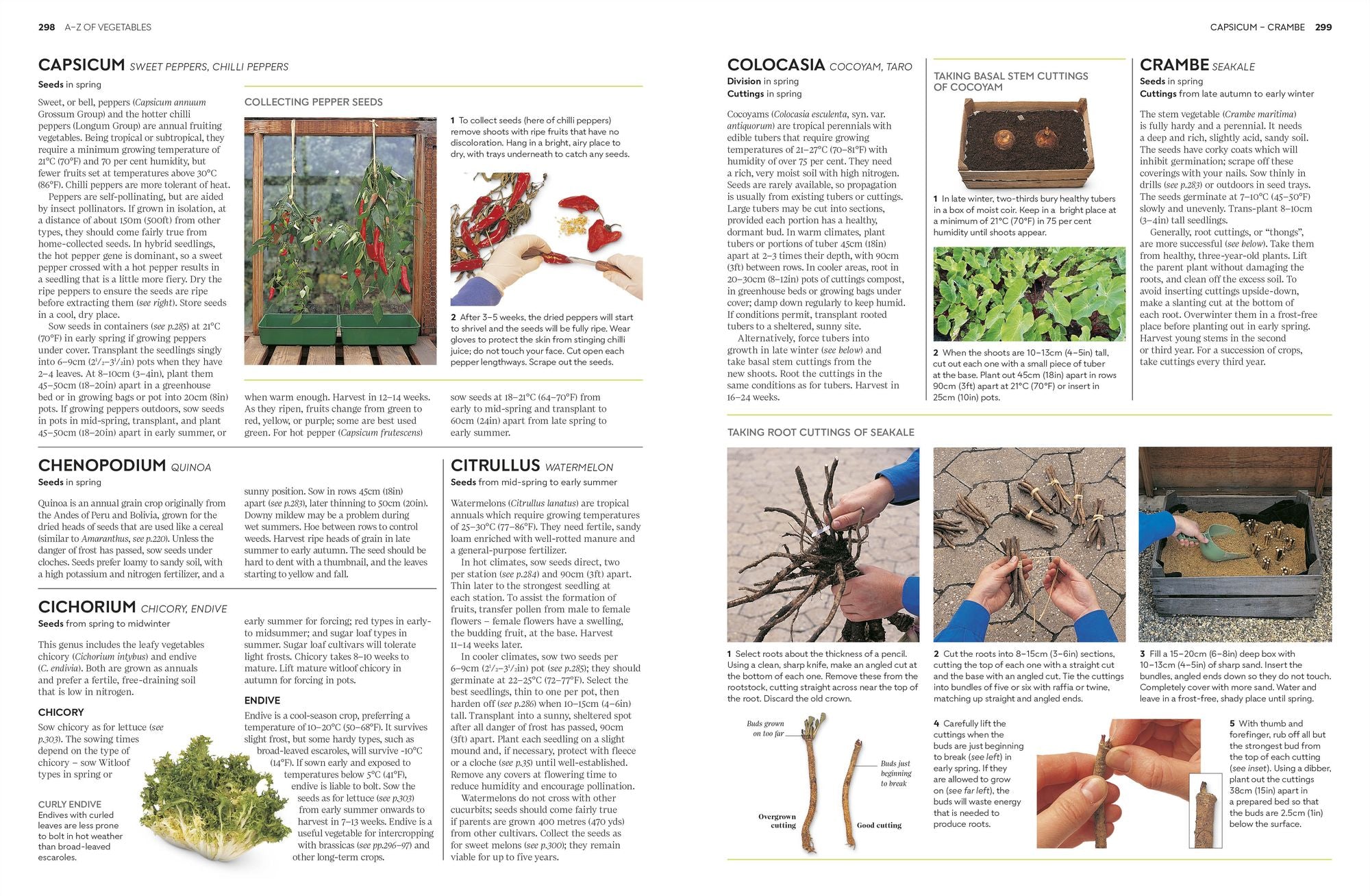 Propagating Plants: How to Grow Plants for Free