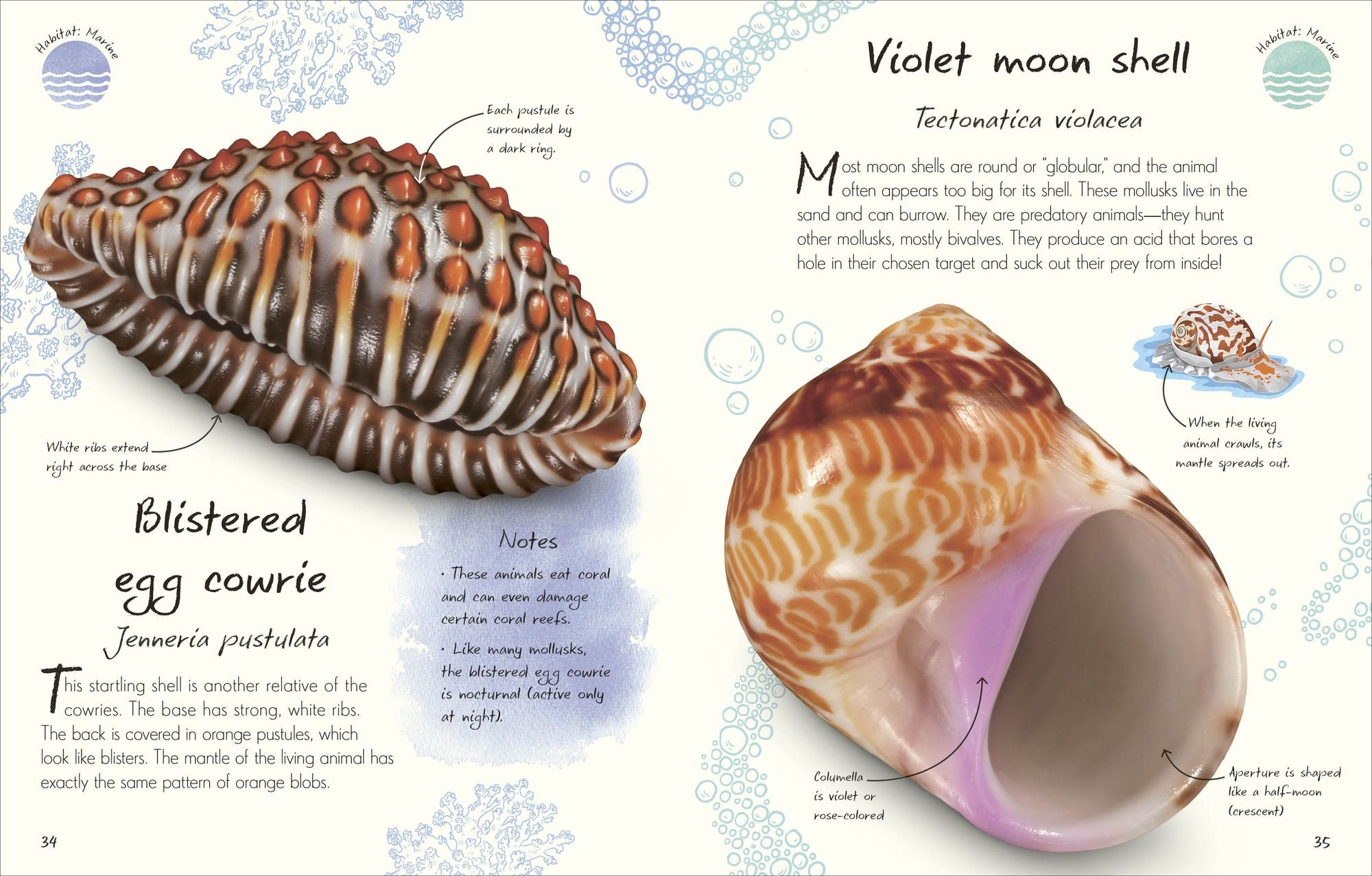 An Anthology of Shells: A Collection of Fascinating Shells from Around the World