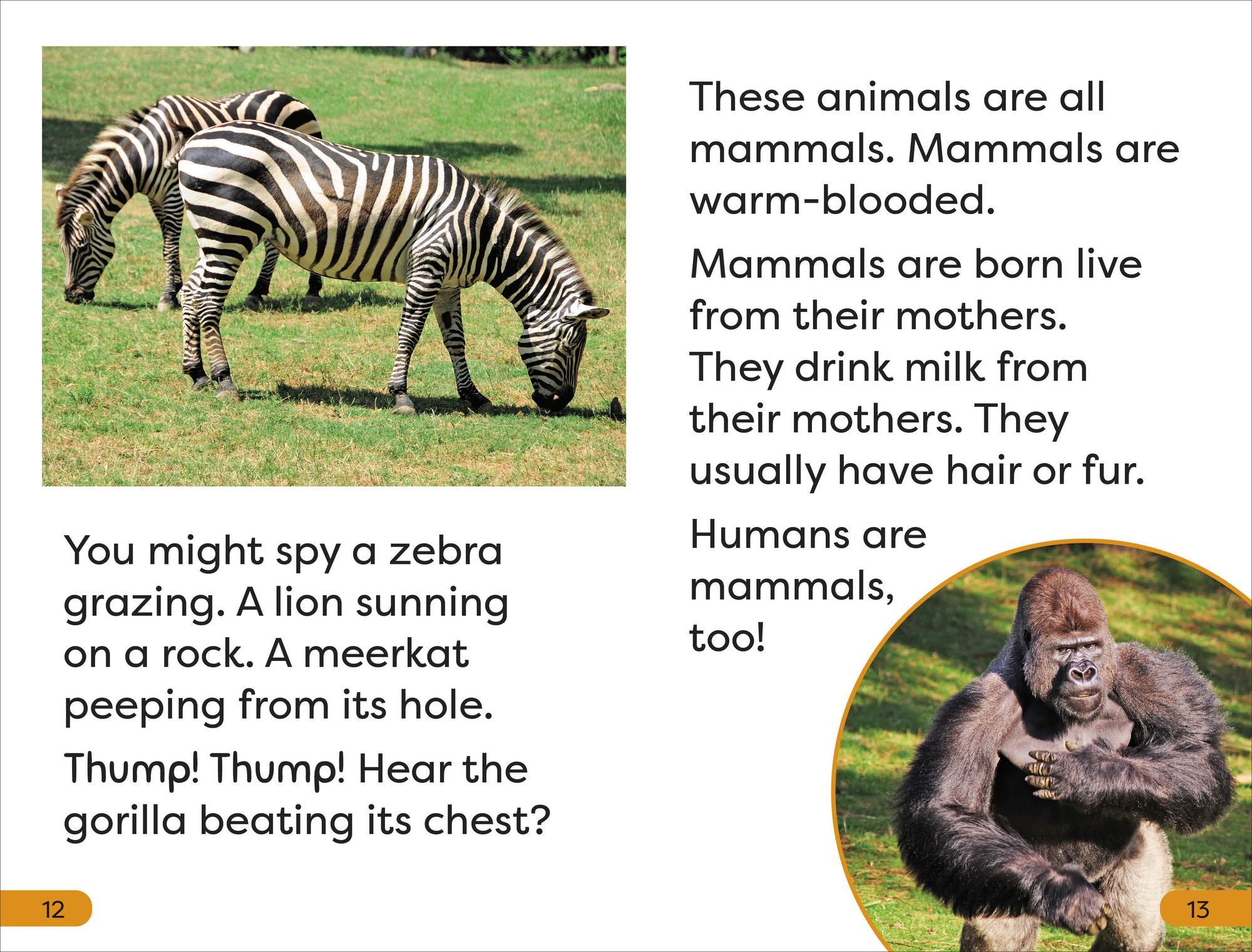 DK Super Readers Level 1 A Trip to the Zoo