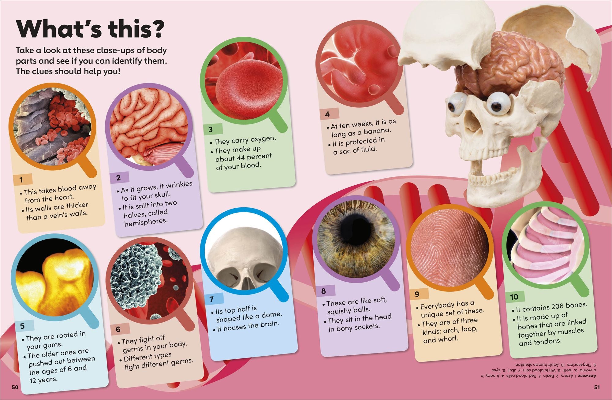 Eyewonder Human Body: Open Your Eyes to a World of Discovery