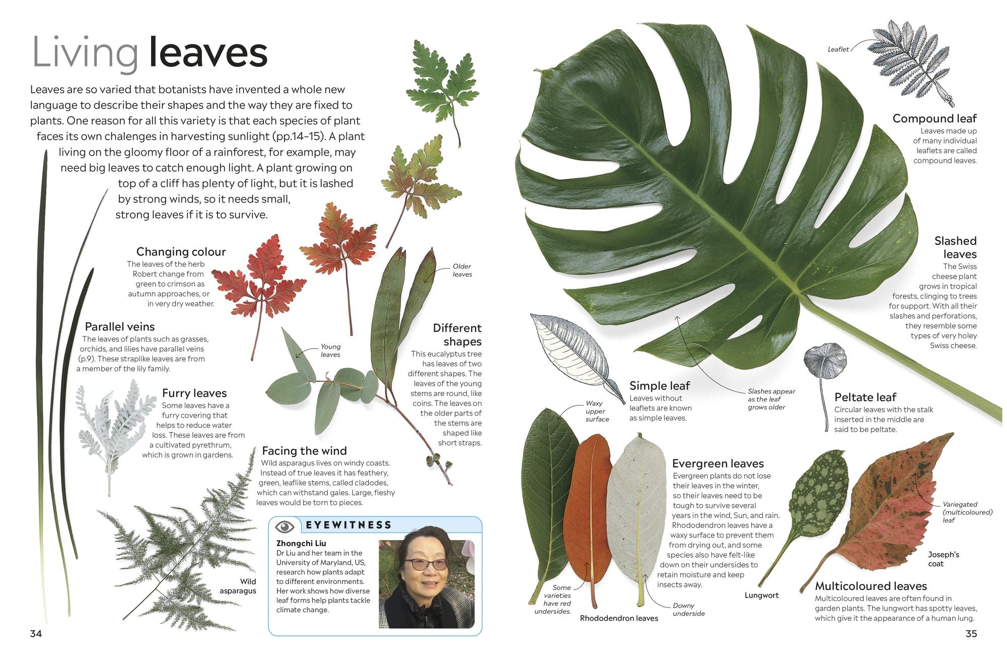 Eyewitness Plant