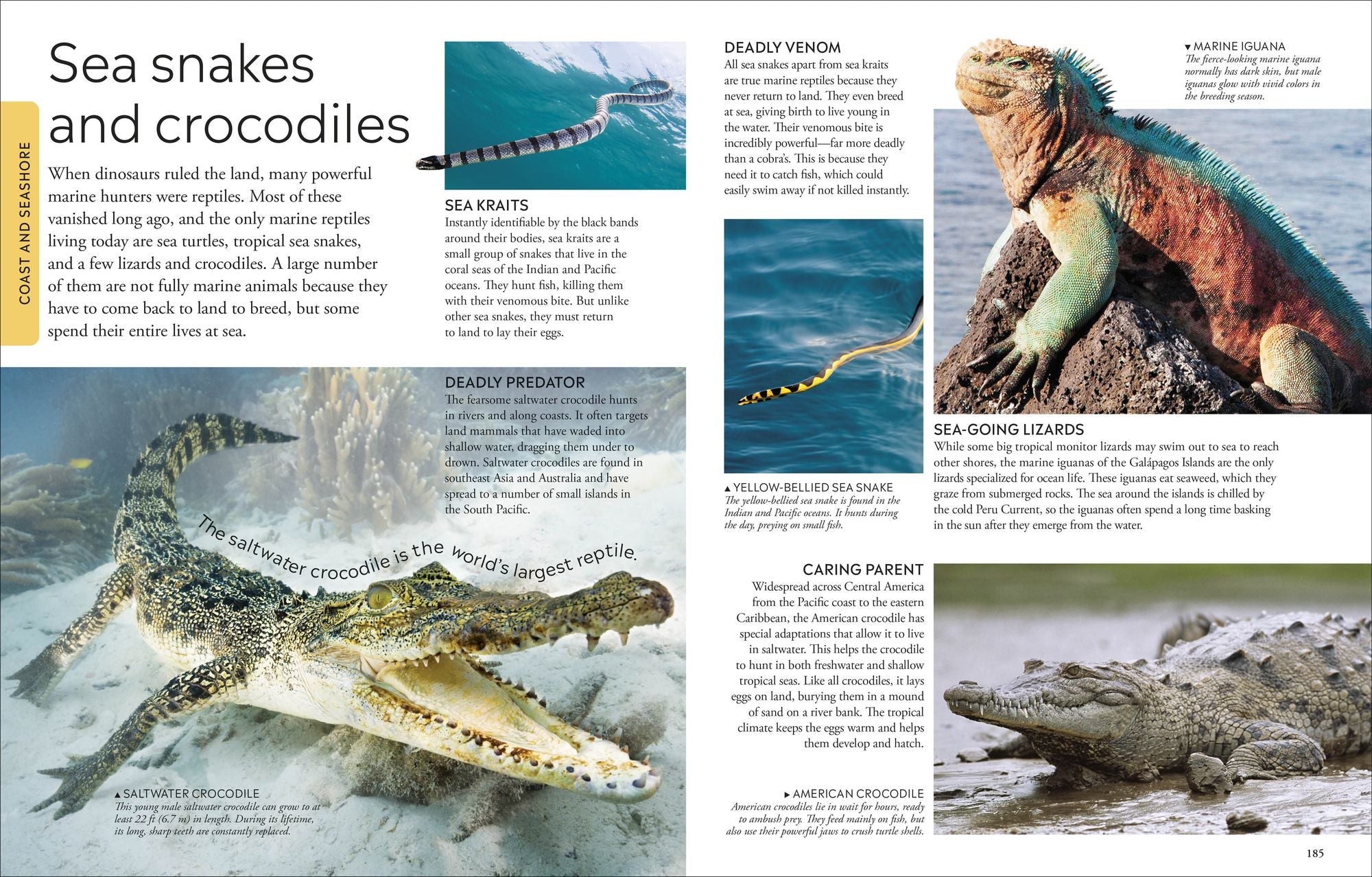 Ocean: A Visual Encyclopedia, 2nd Edition