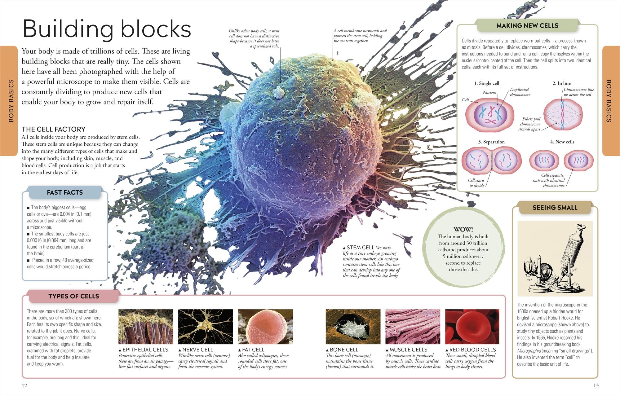Human Body: A Visual Encyclopedia of How the Body Works