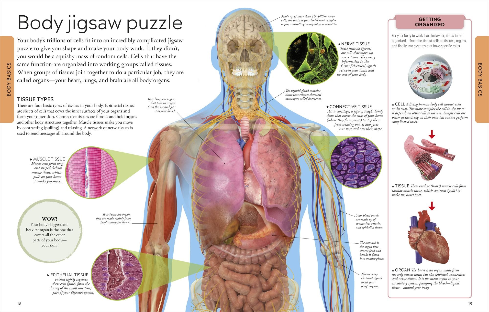 Human Body: A Visual Encyclopedia of How the Body Works