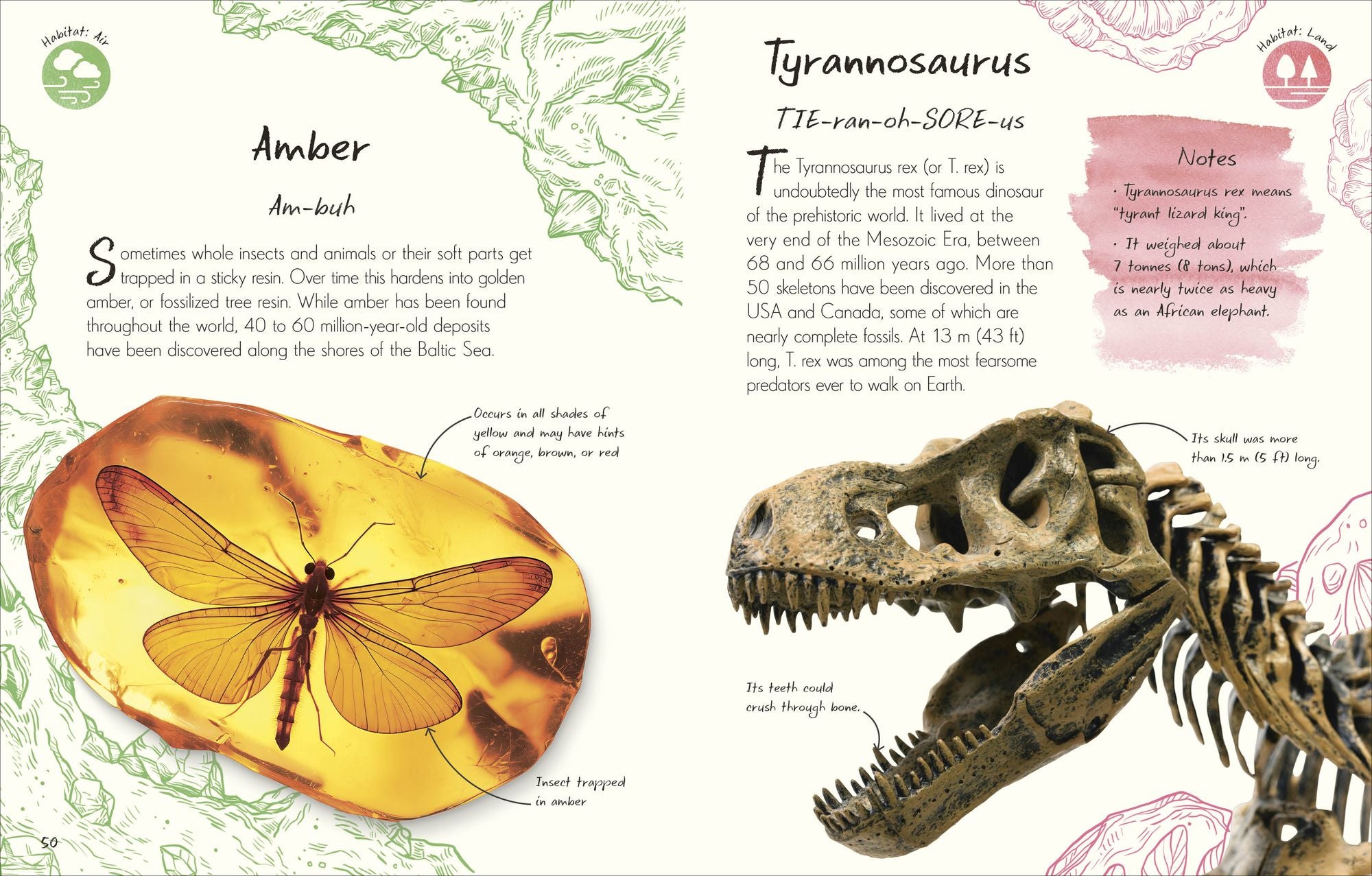 An Anthology of Fossils: A Collection of Plant and Animal Fossils From Around the World