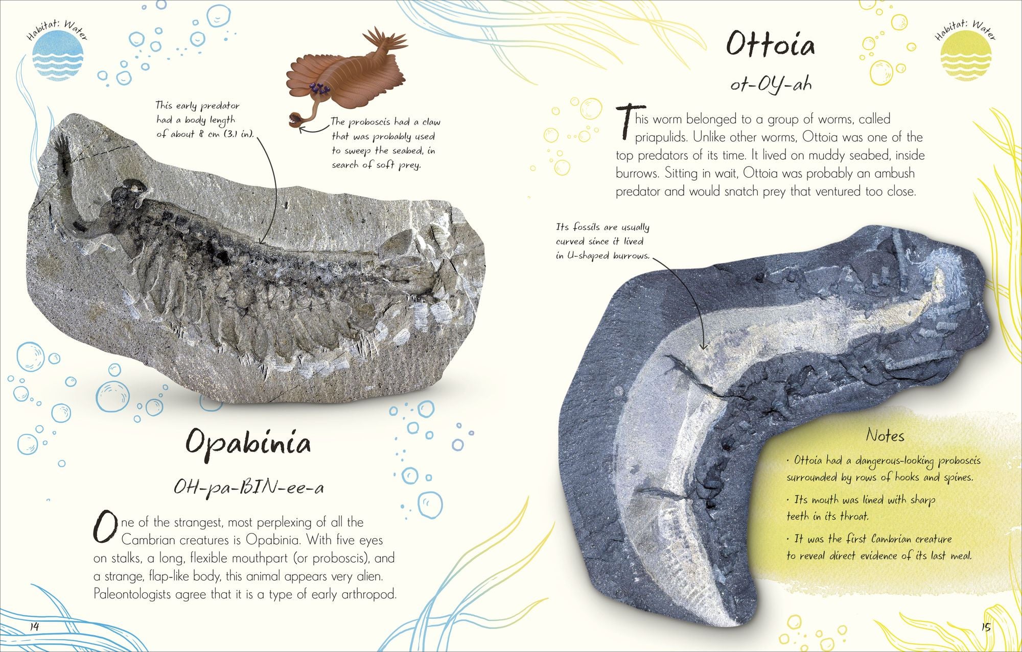An Anthology of Fossils: A Collection of Plant and Animal Fossils From Around the World