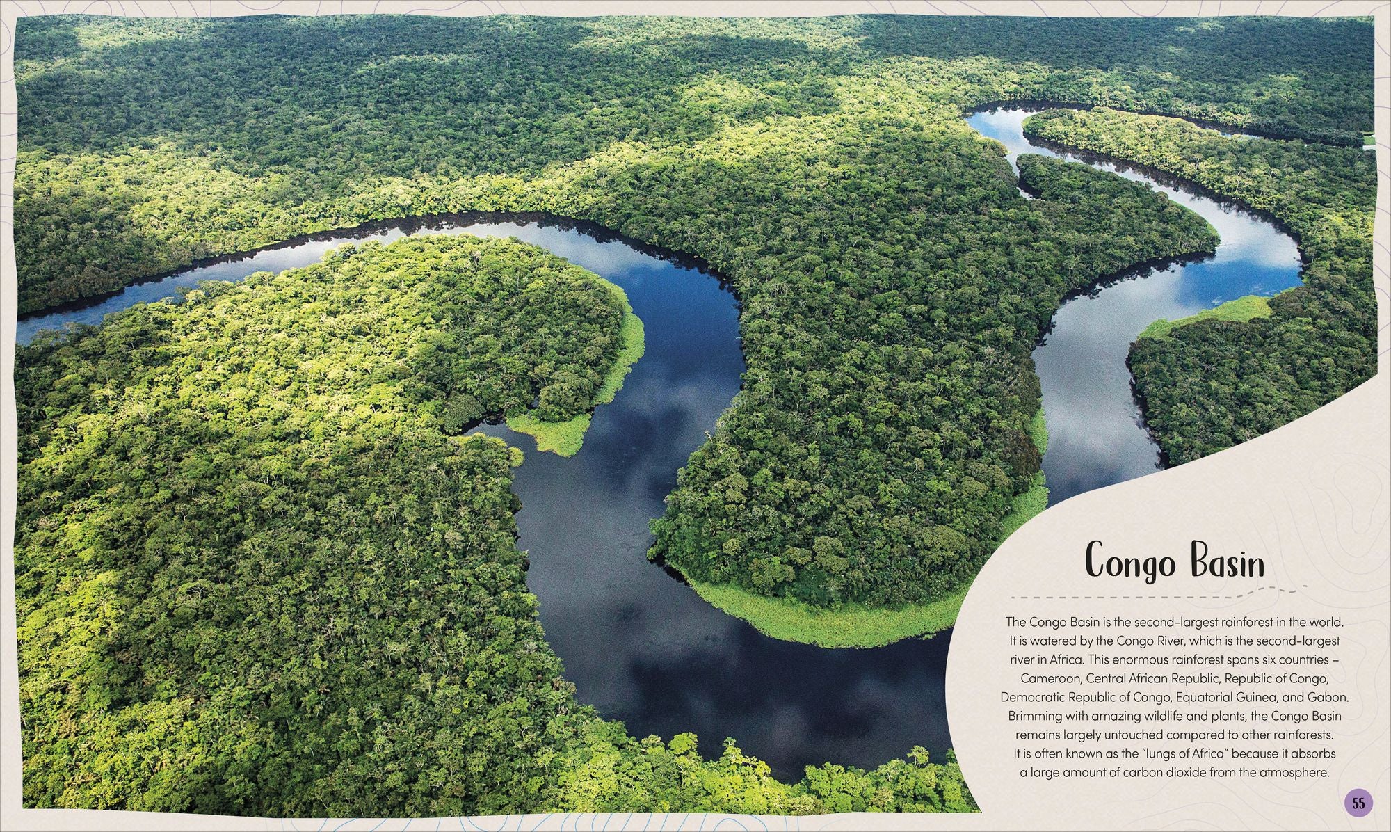 Forest: Walk Through the Fascinating World of the Wild