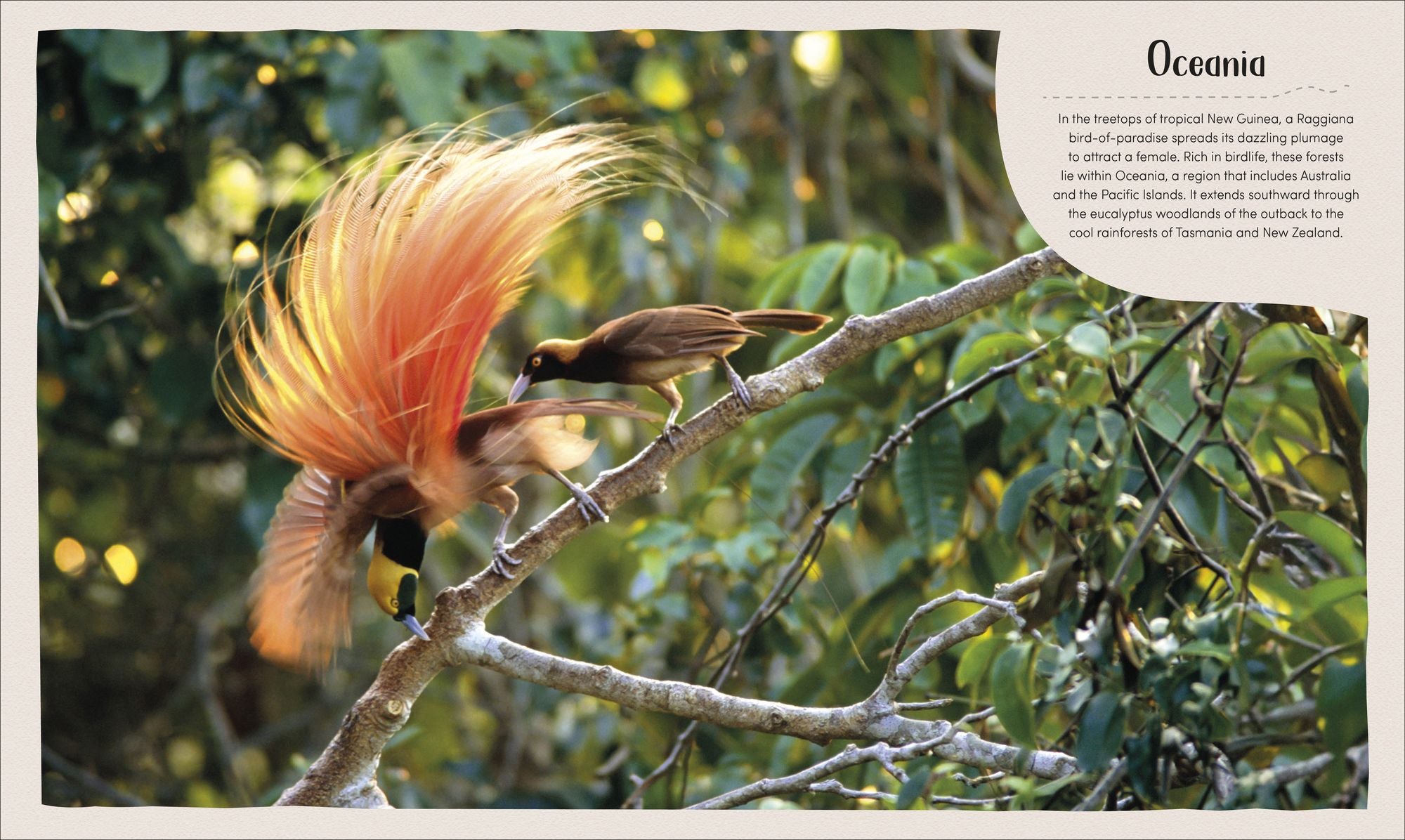 Forest: Walk Through the Fascinating World of the Wild