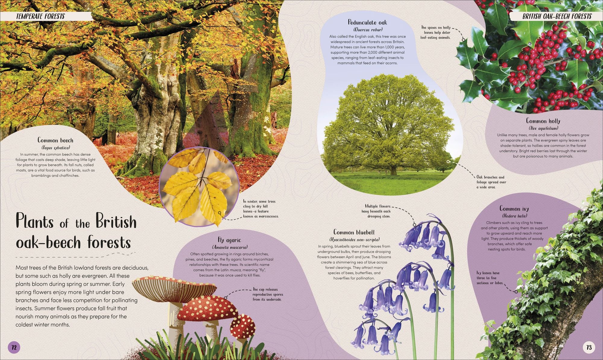 Forest: Walk Through the Fascinating World of the Wild