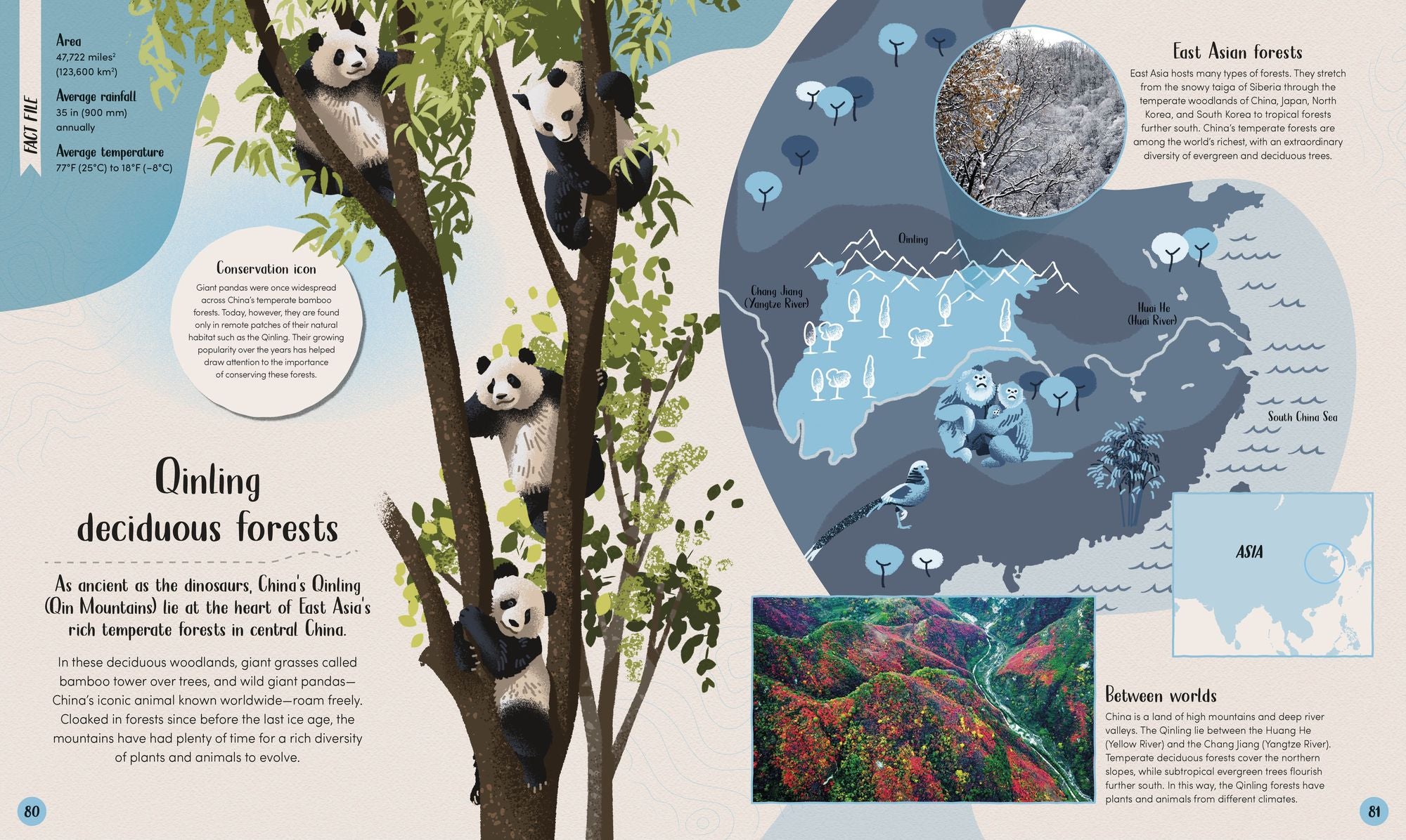 Forest: Walk Through the Fascinating World of the Wild