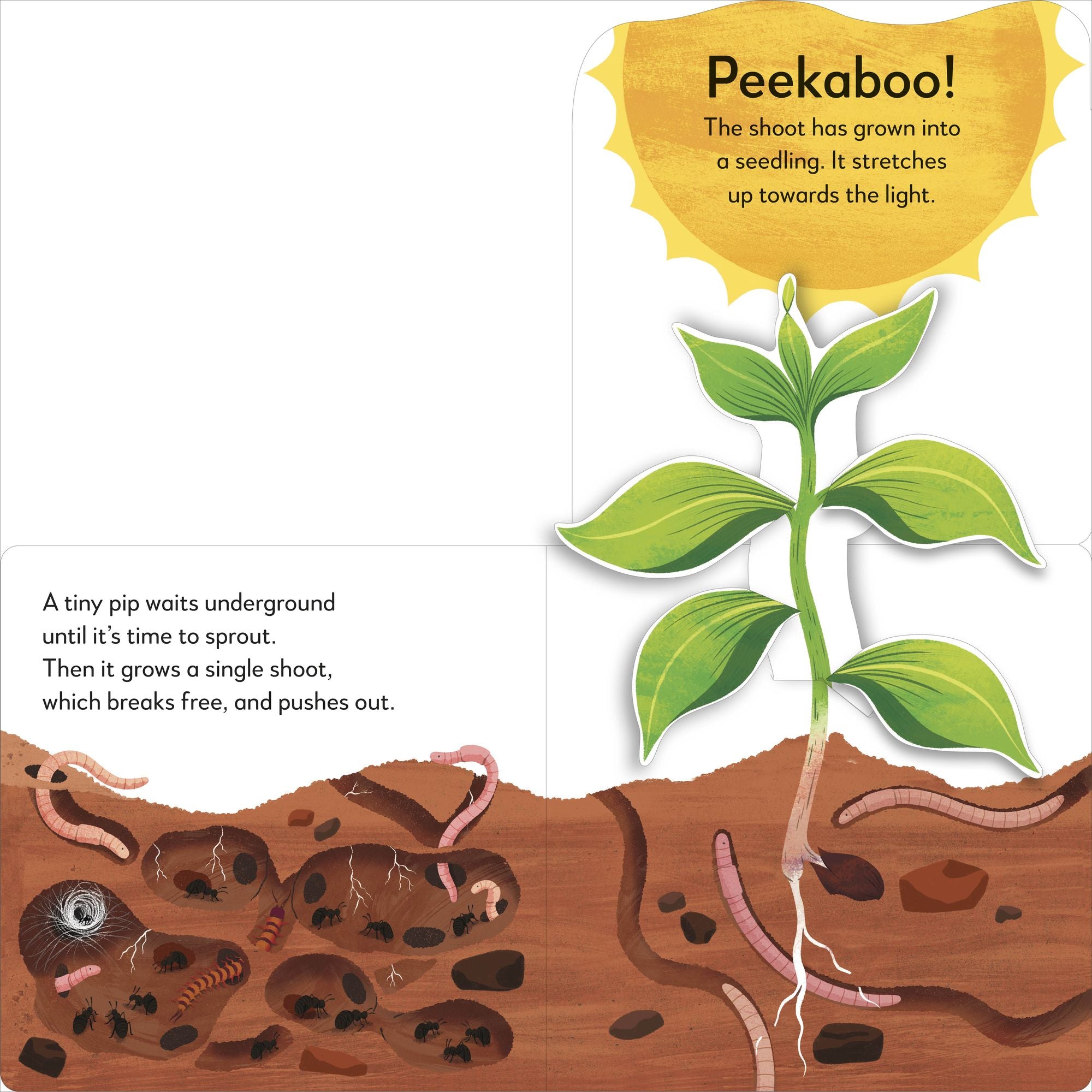 Pop-Up Peekaboo! Tree: A Leafy Surprise Under Every Flap!