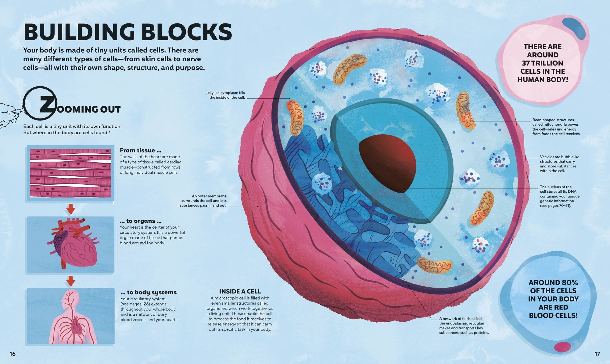 A Day in the Life of Your Body: Find Out What's Going on Under Your Skin