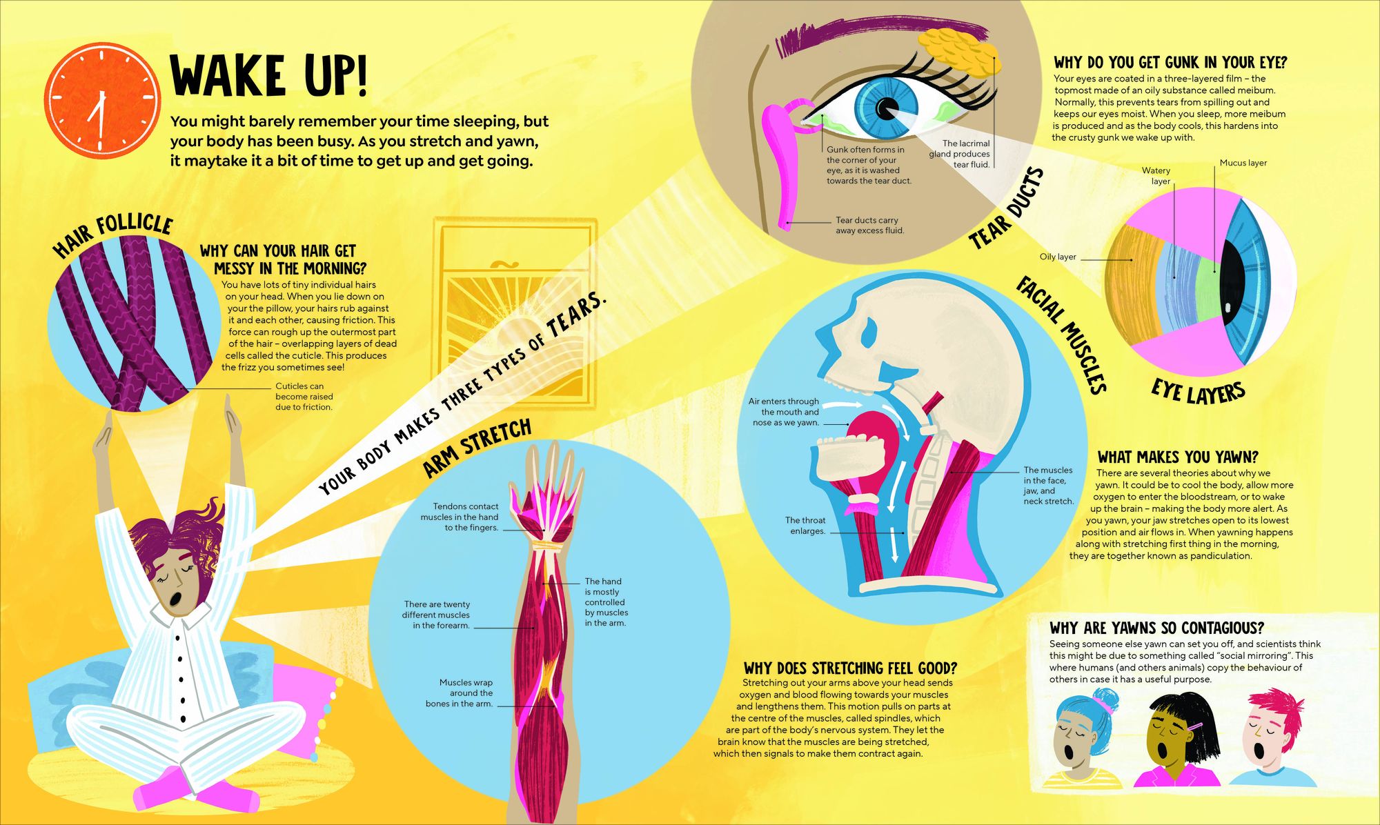 A Day in the Life of Your Body: Find Out What's Going on Under Your Skin