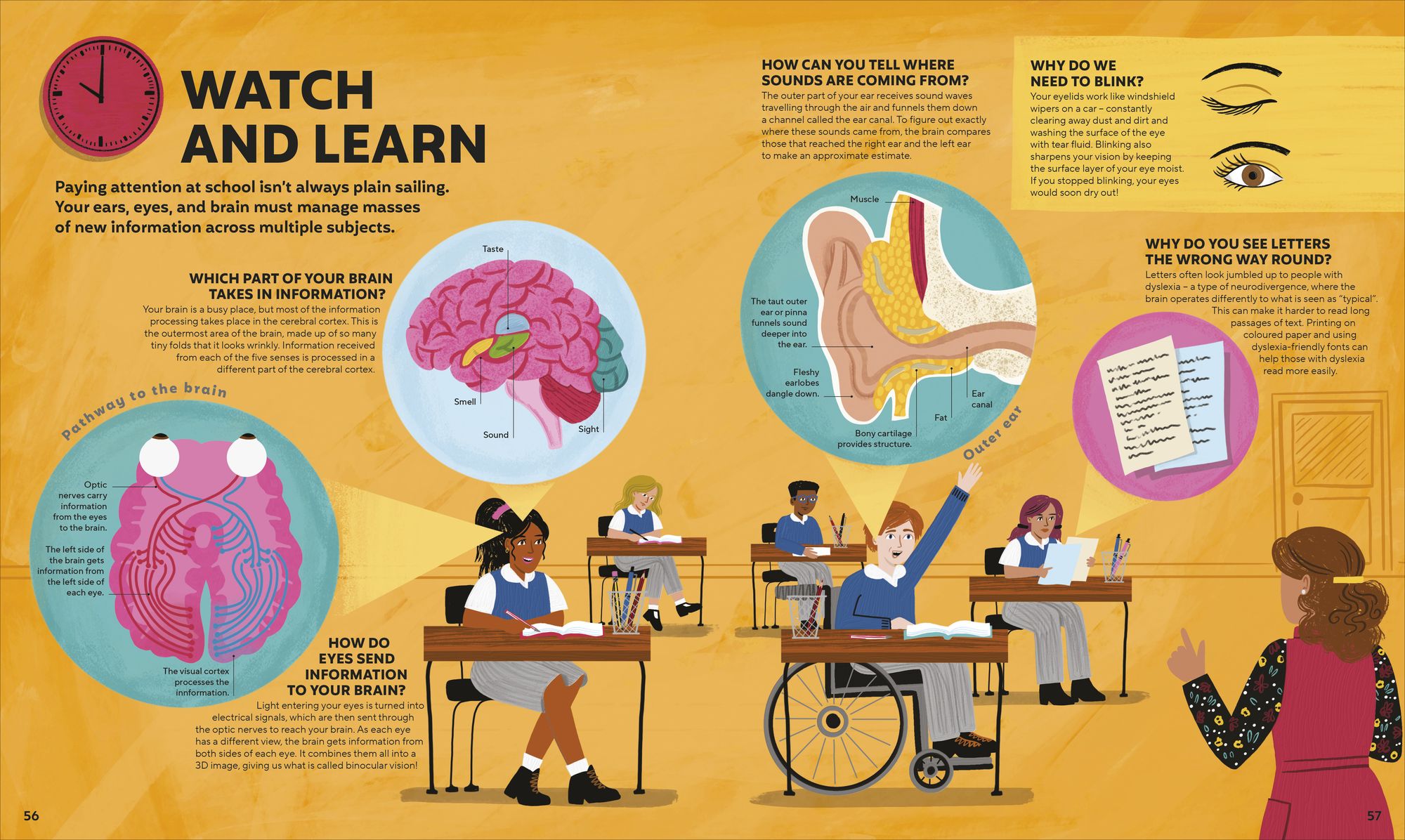 A Day in the Life of Your Body: Find Out What's Going on Under Your Skin