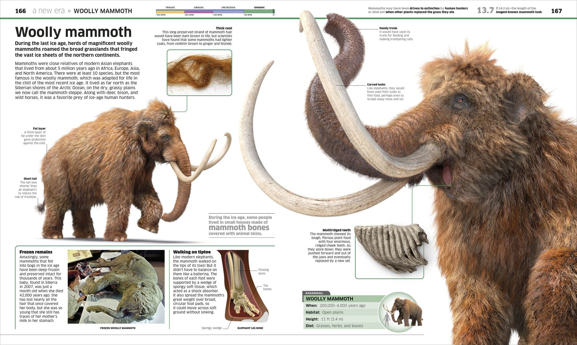 Knowledge Encyclopedia Dinosaur!